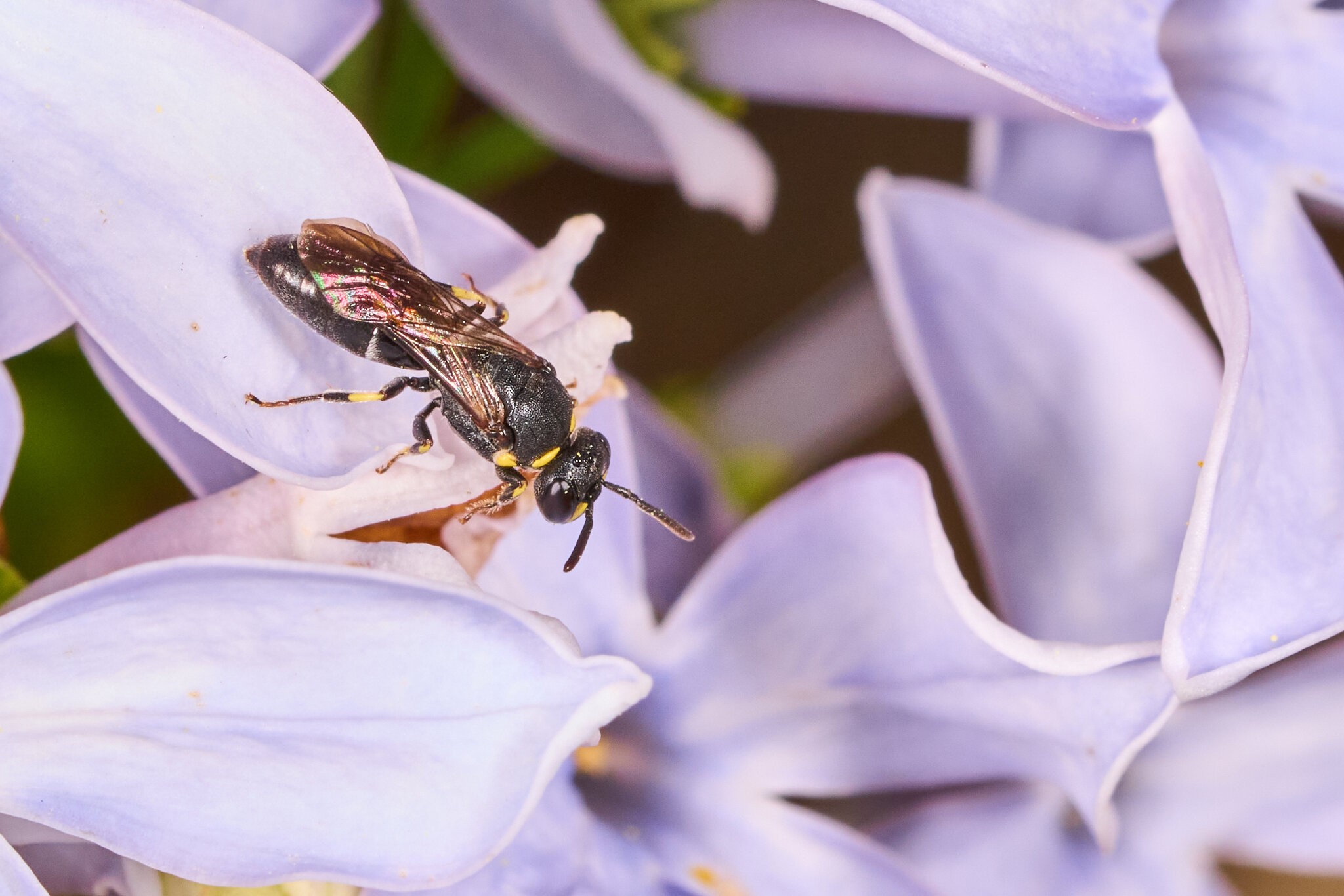 Modest Masked Bee - Tyler Arboretum - 101042025 - 01.jpg
