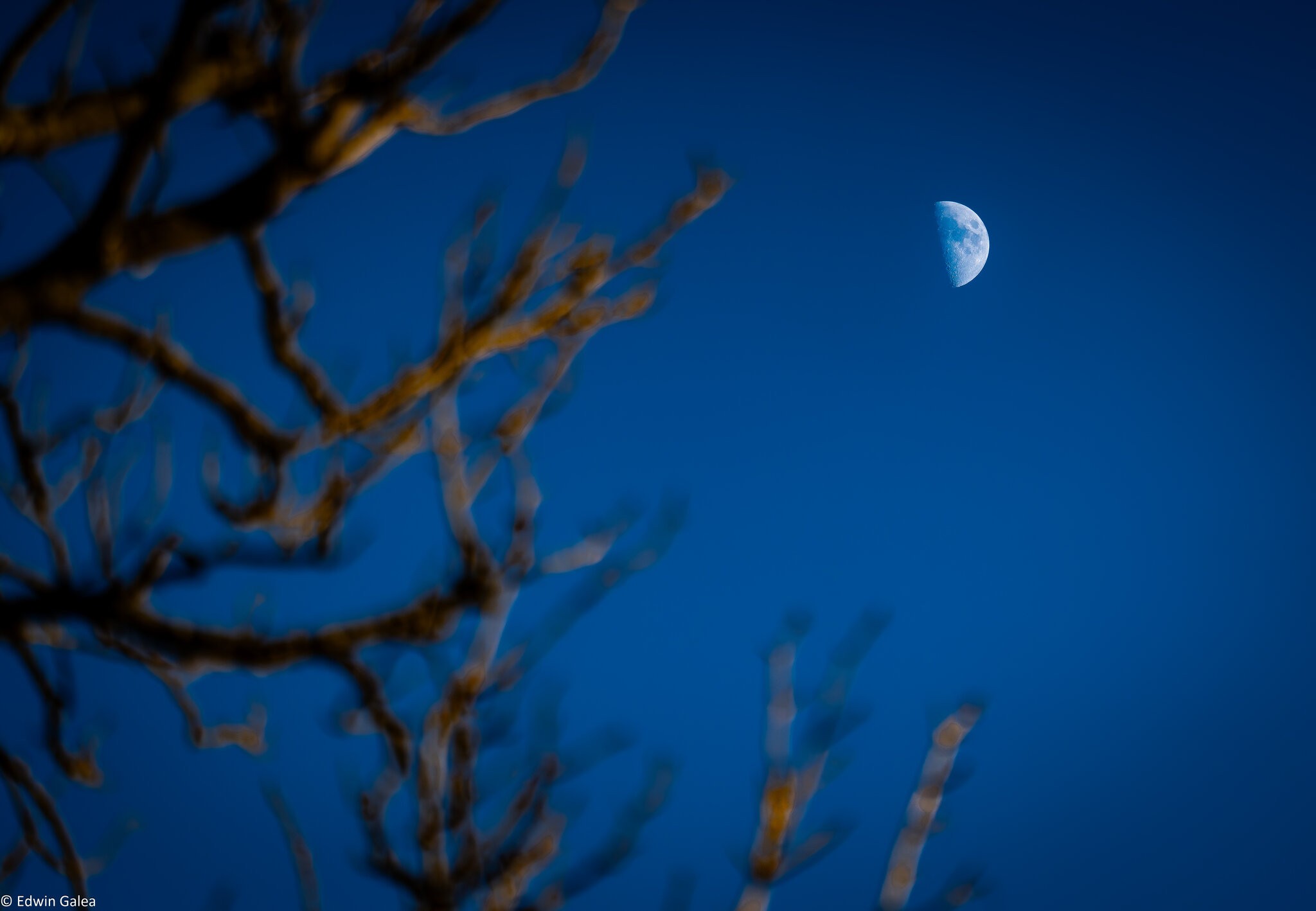 moon tree-2.jpg
