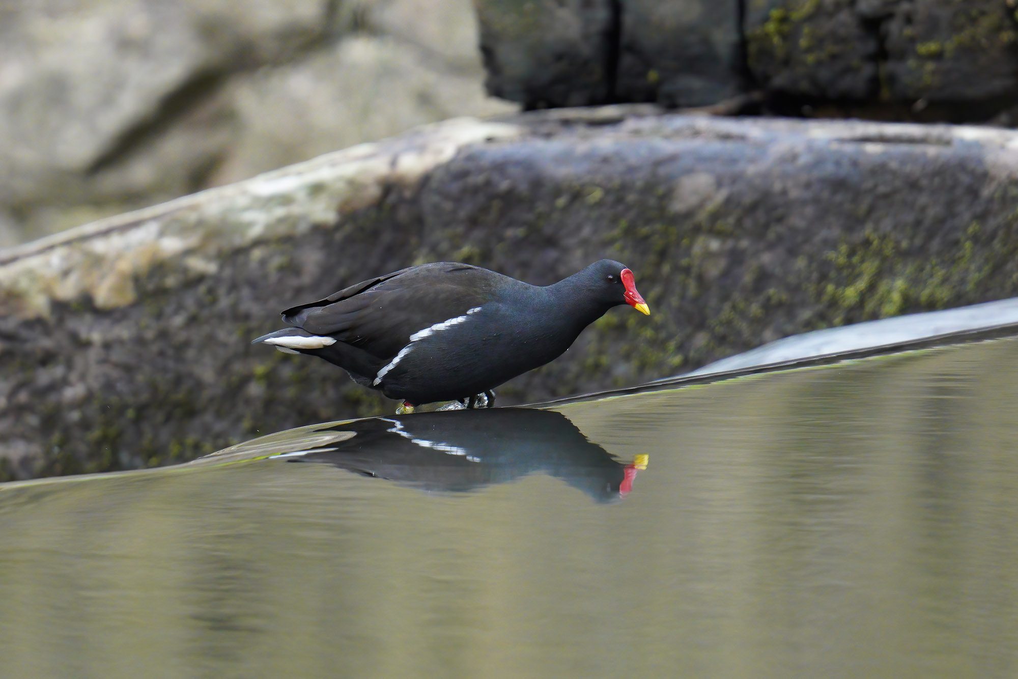moorhen-reflection-papermill-2000px.jpg