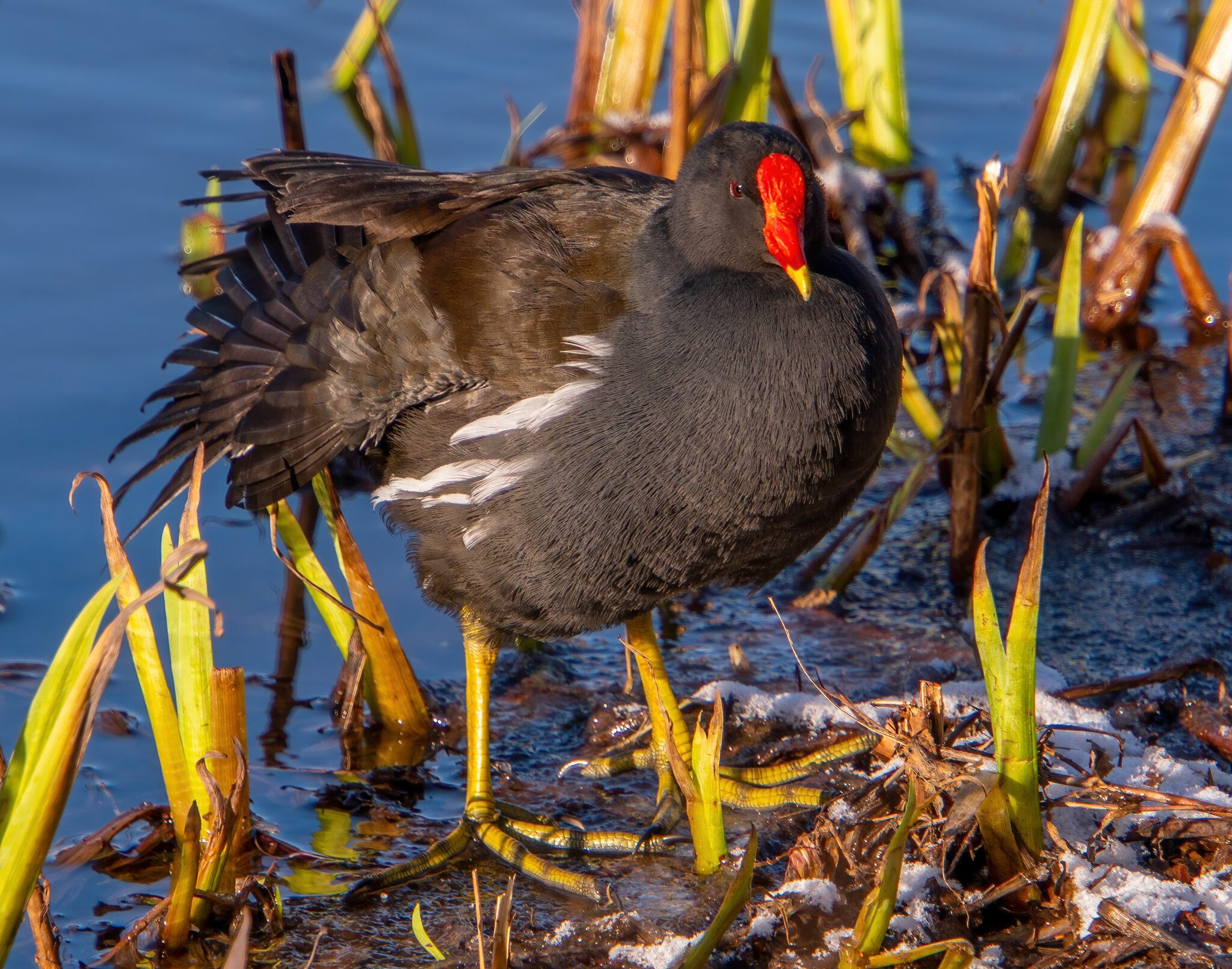 Moorhen2.jpg