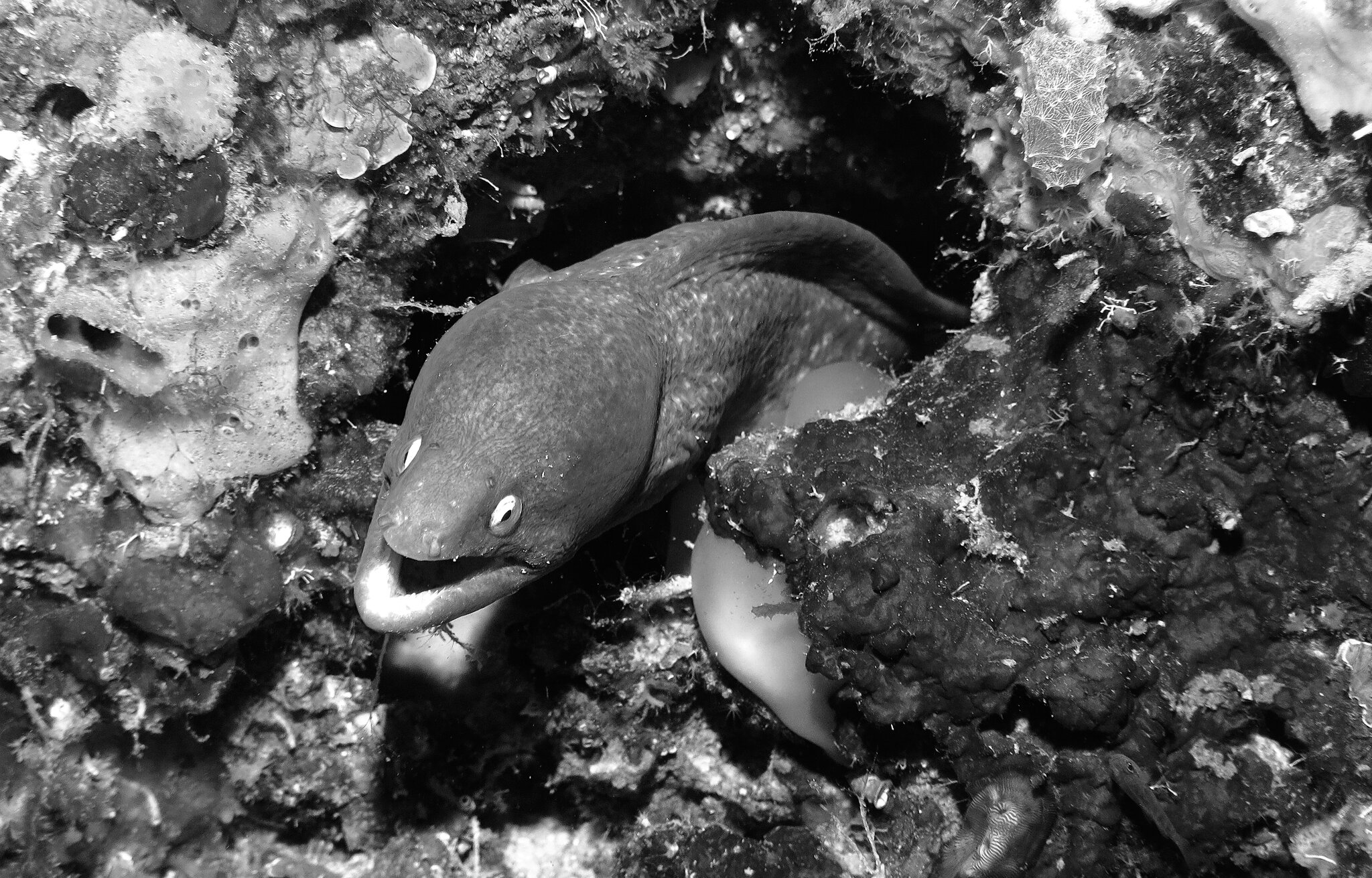 Moray Moalboal 2015Phil Mono 4.jpg