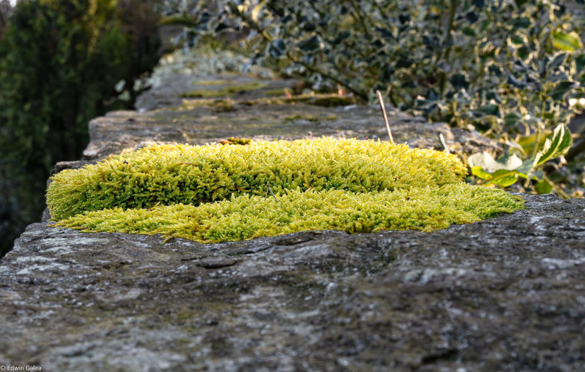 moss on wall-1.jpg