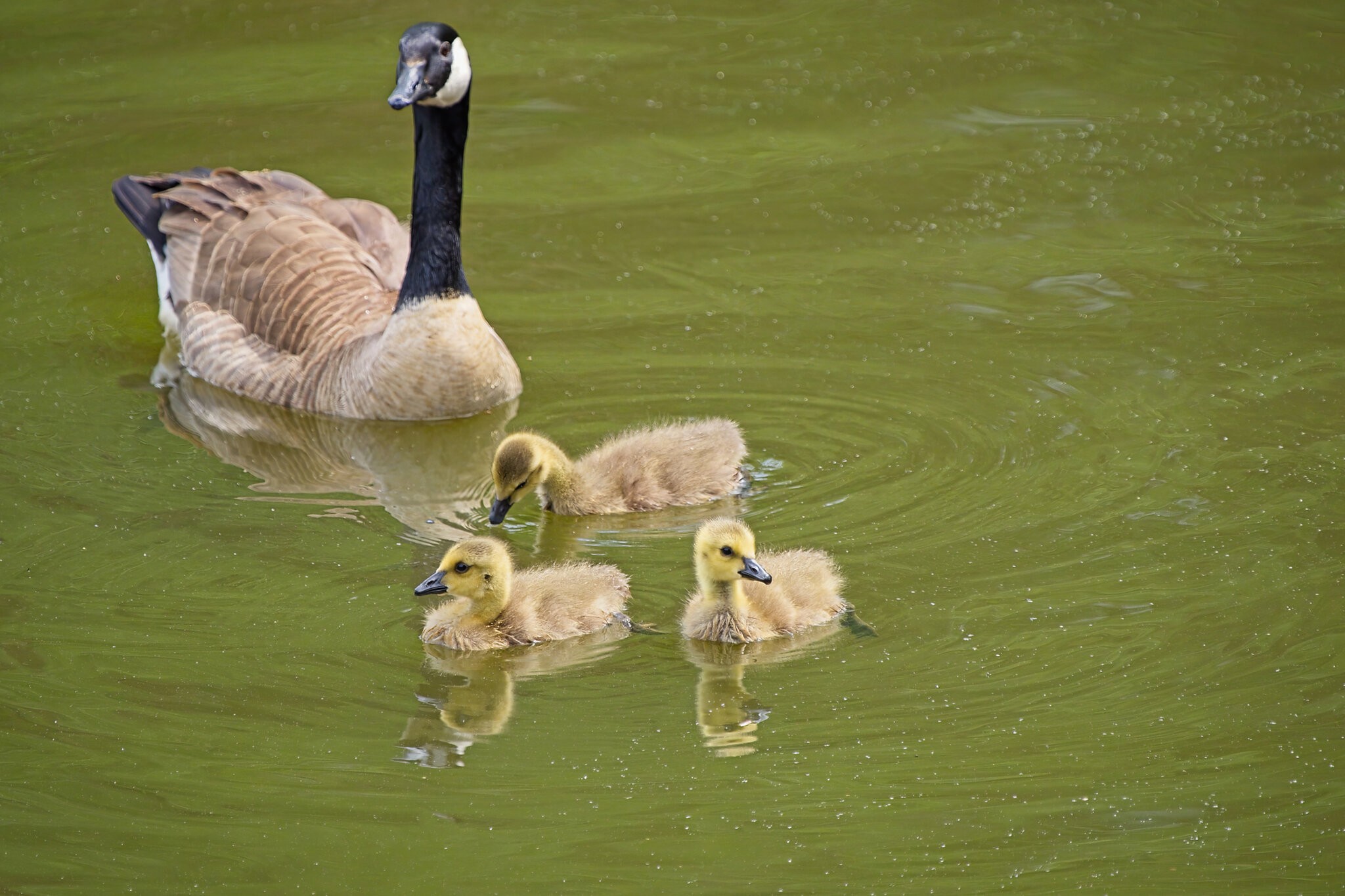 Mother Goose and Her  Three Goslings.jpeg