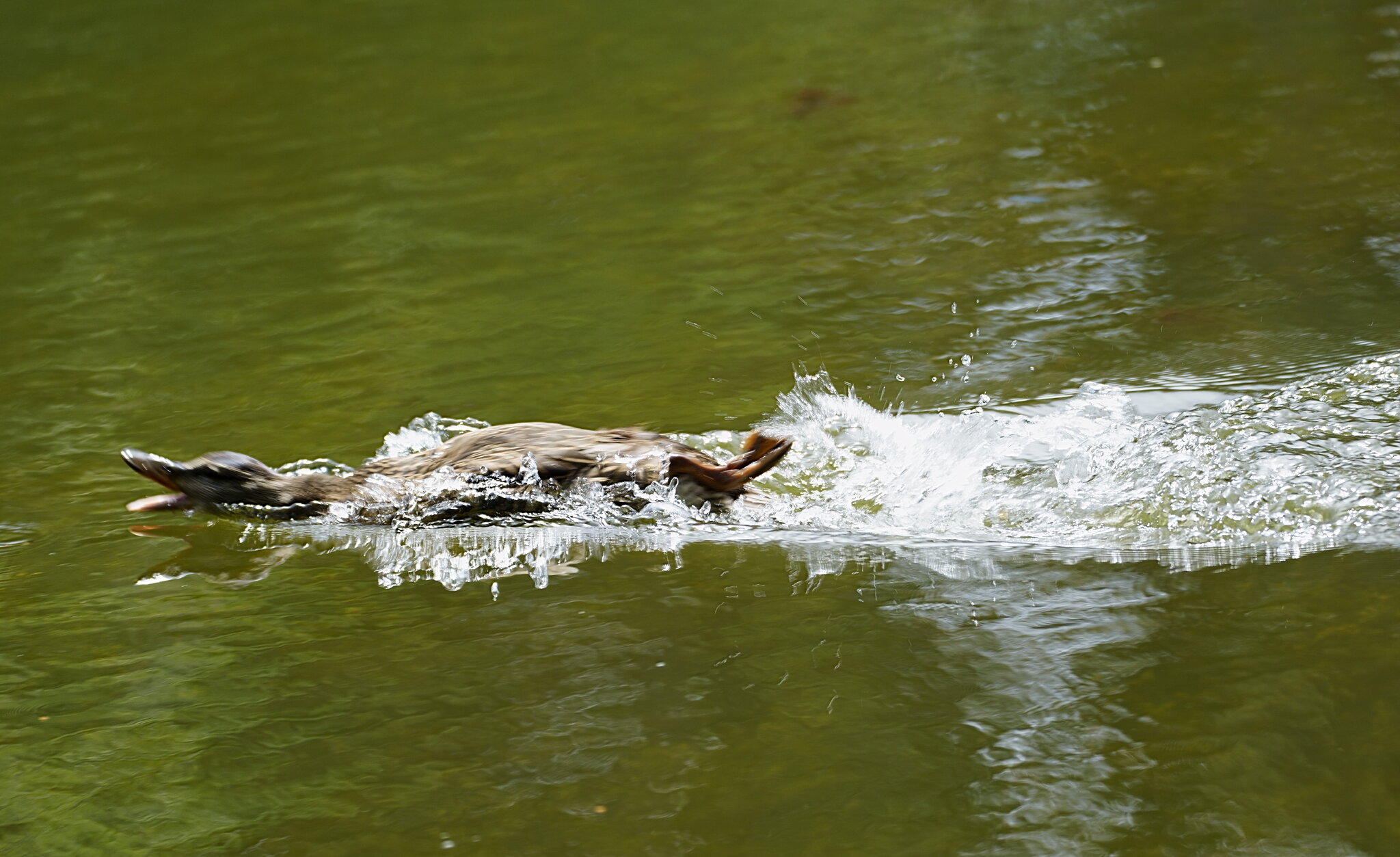 Motion_Duck3.JPG