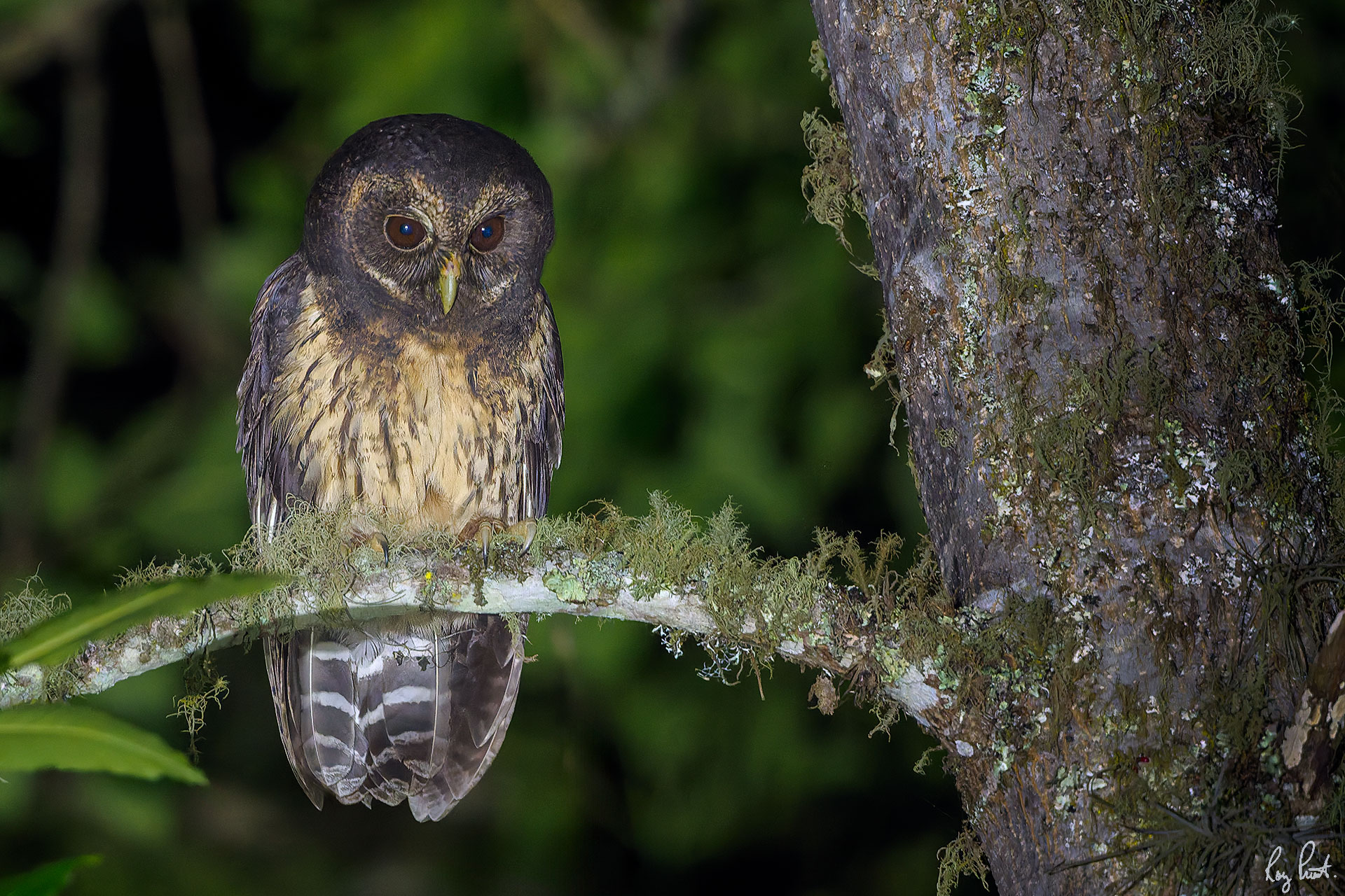 Mottled-Owl_DSC3658.jpg