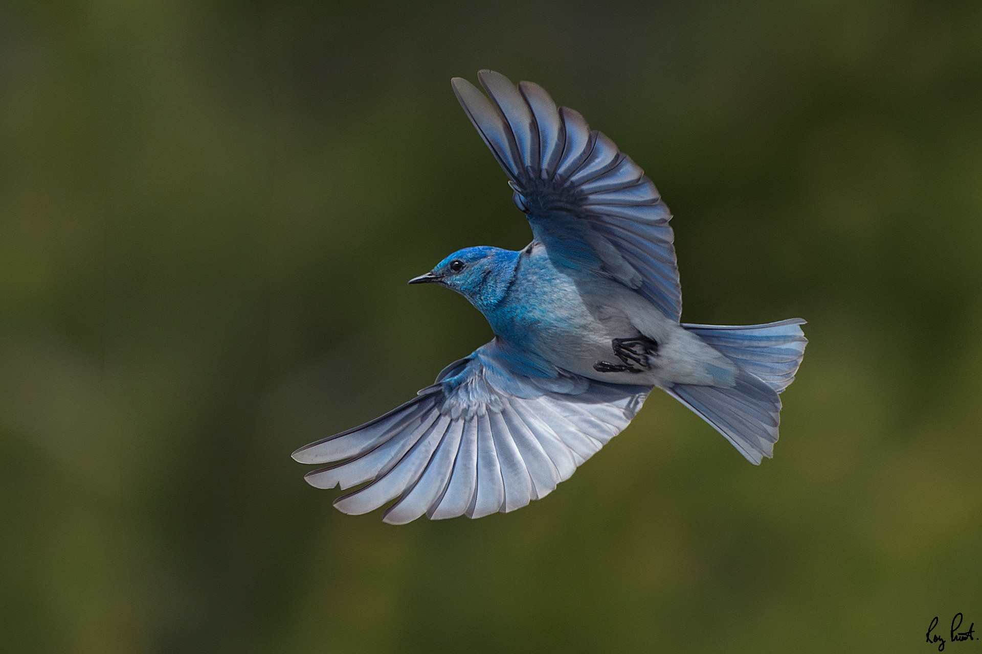 Mountain-Bluebird_DSC7642.jpg
