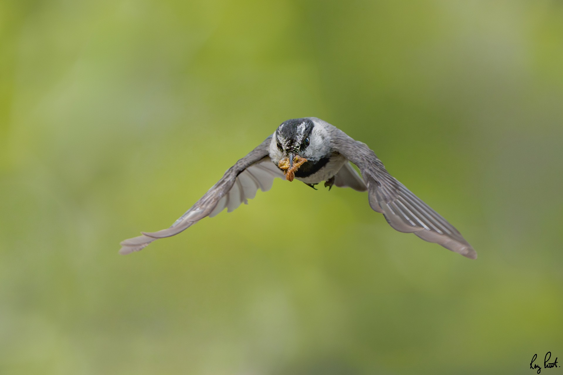 Mountain-Chickadee-7685.jpg
