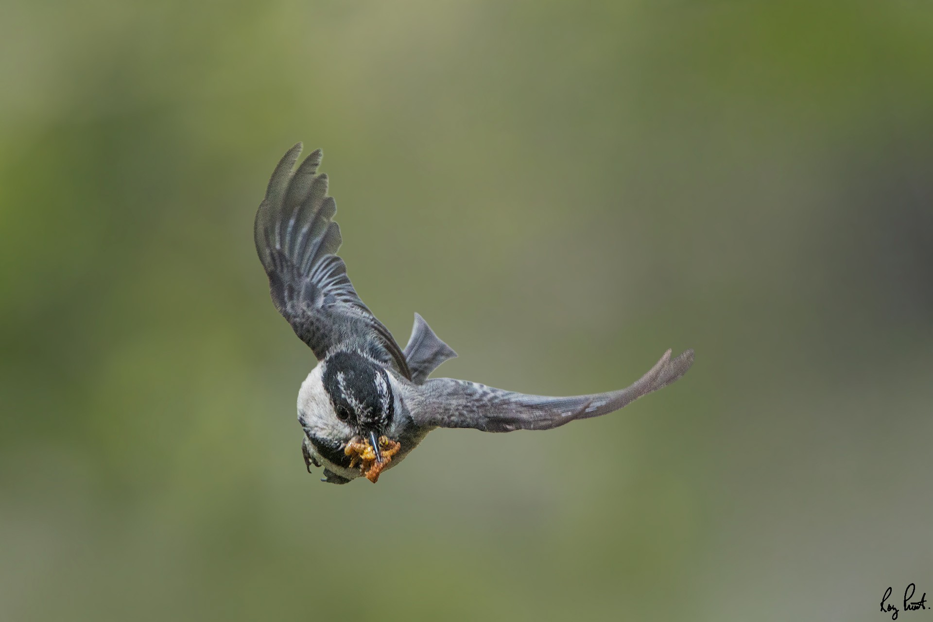 Mountain-Chickadee-7694.jpg