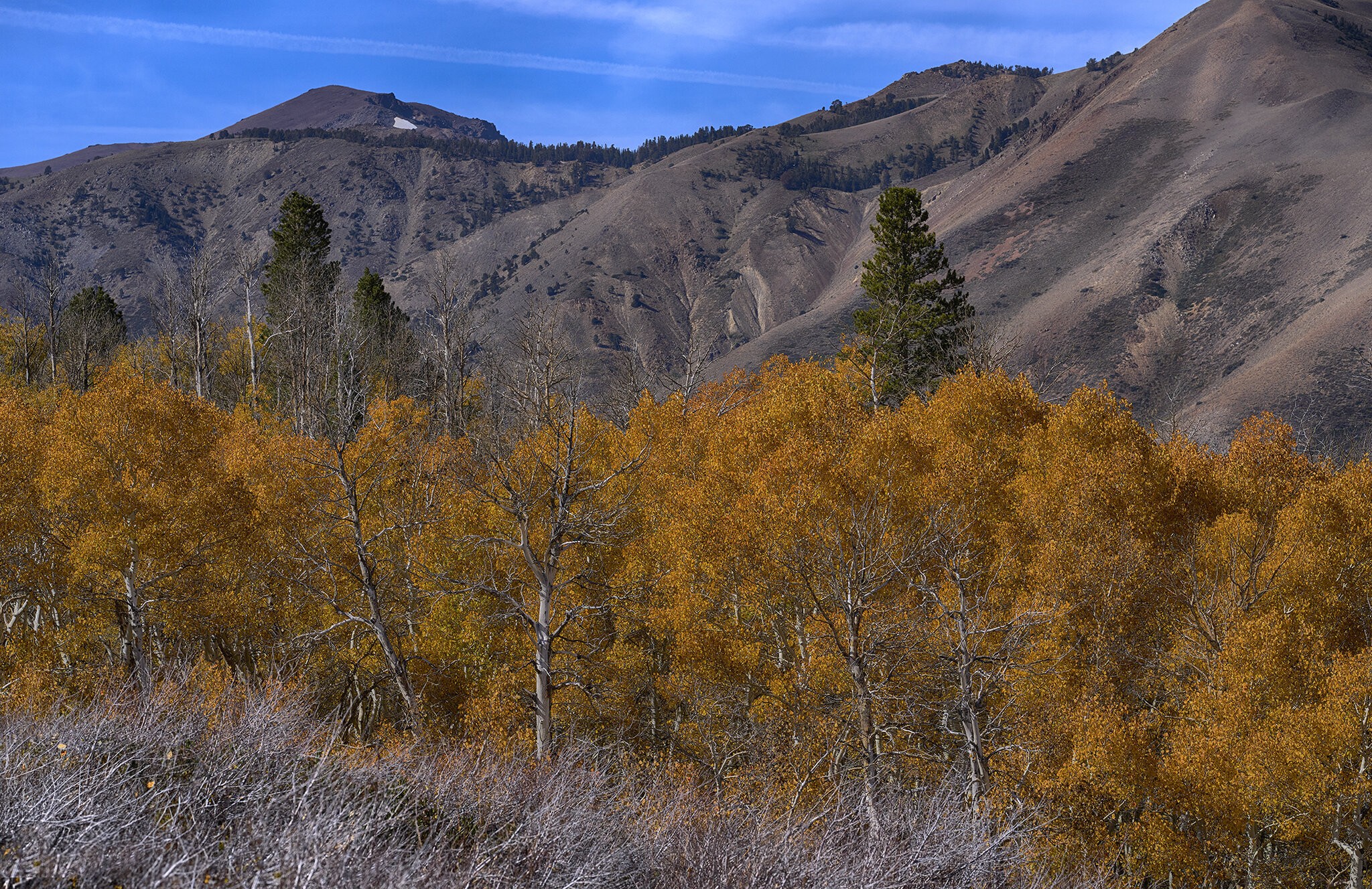 Mountain Color copy.jpg