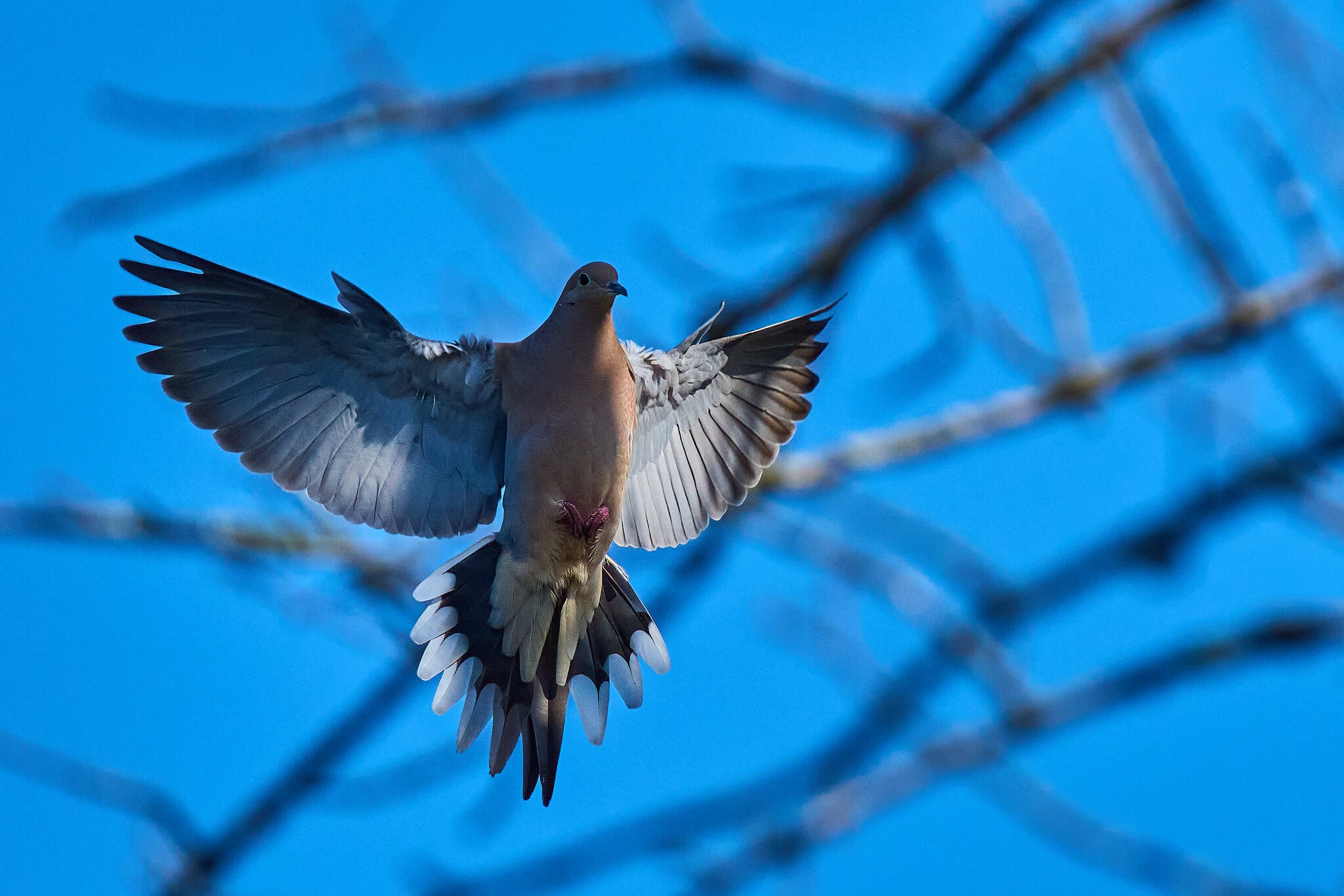 Mourning Dove - Brandywine - 04042026 - 01 - rDN.jpg