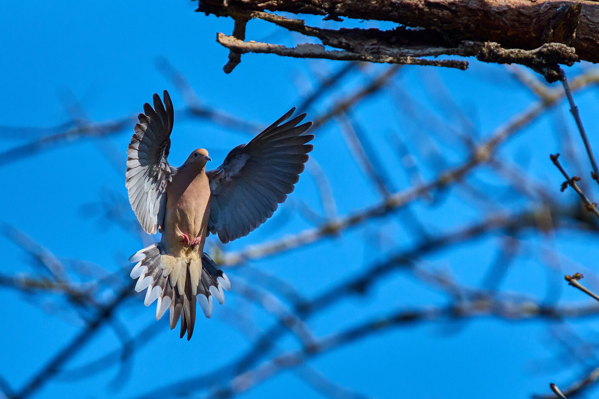 Mourning Dove - Brandywine - 04042026 - 02 - rDN.jpg