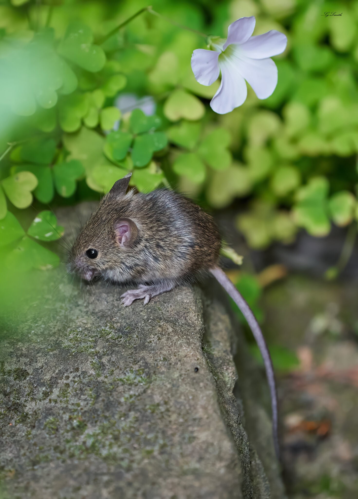 mouse 2022 42.jpg
