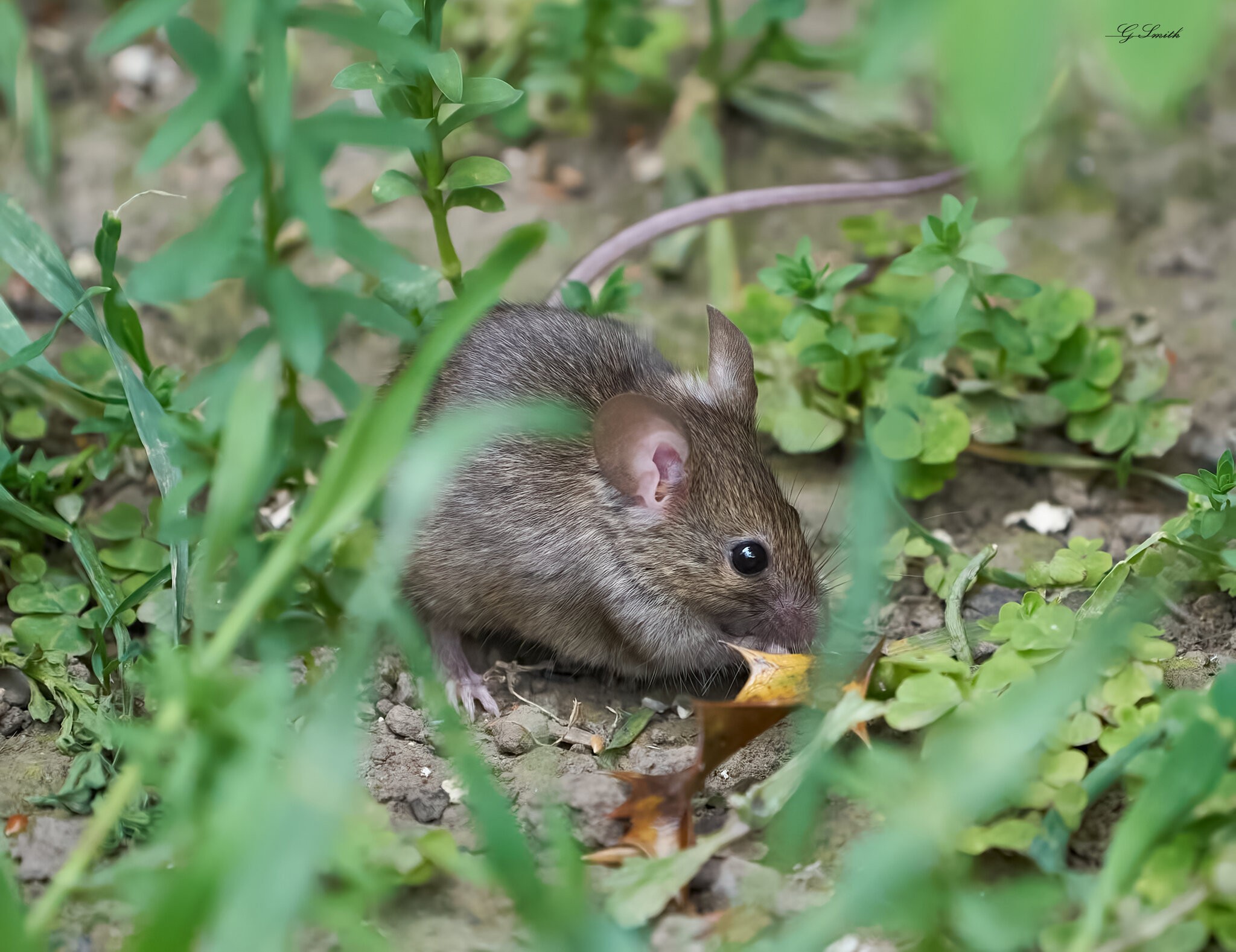 mouse 2022 43.jpg