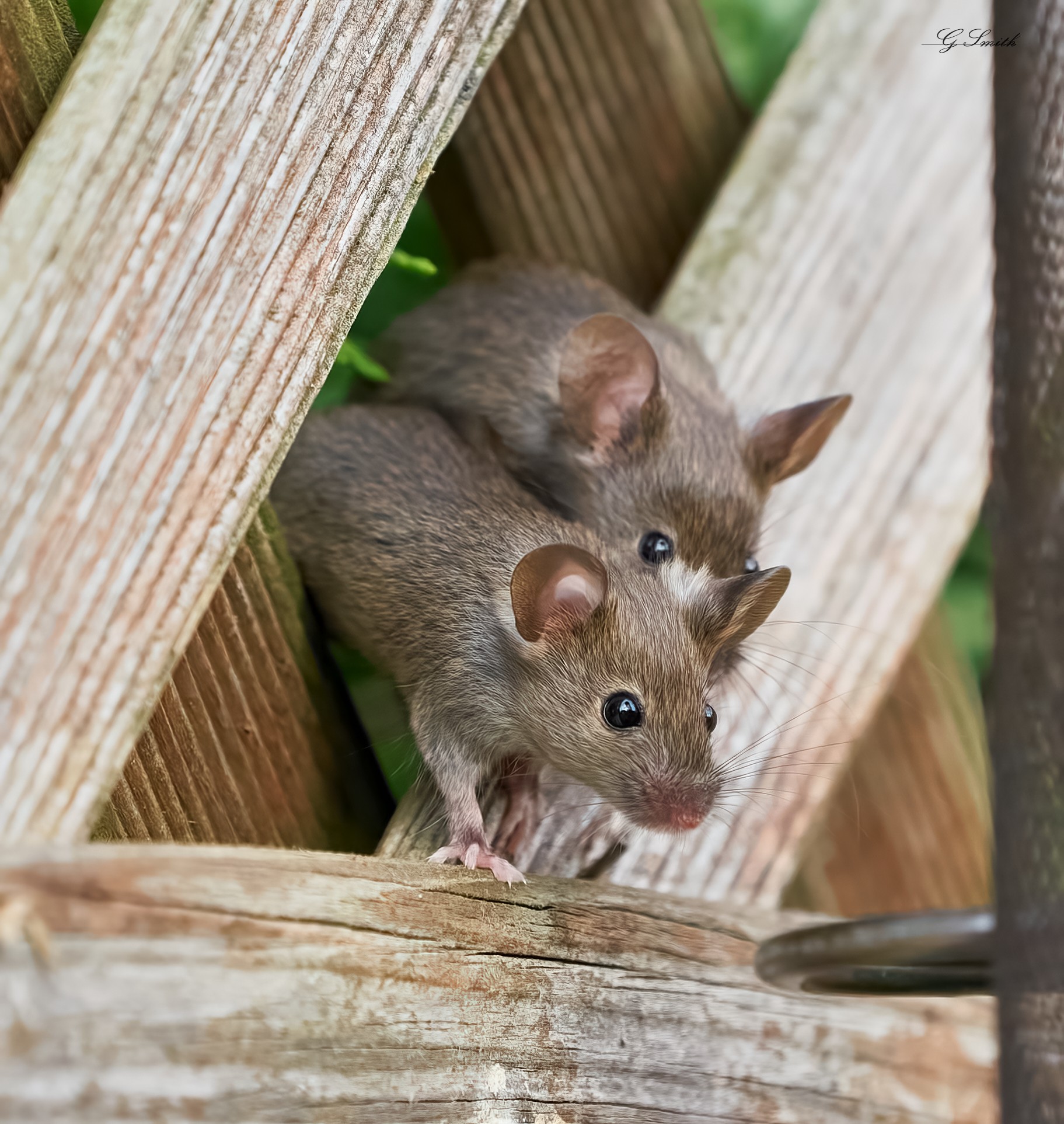 mouse 2022 50.jpg