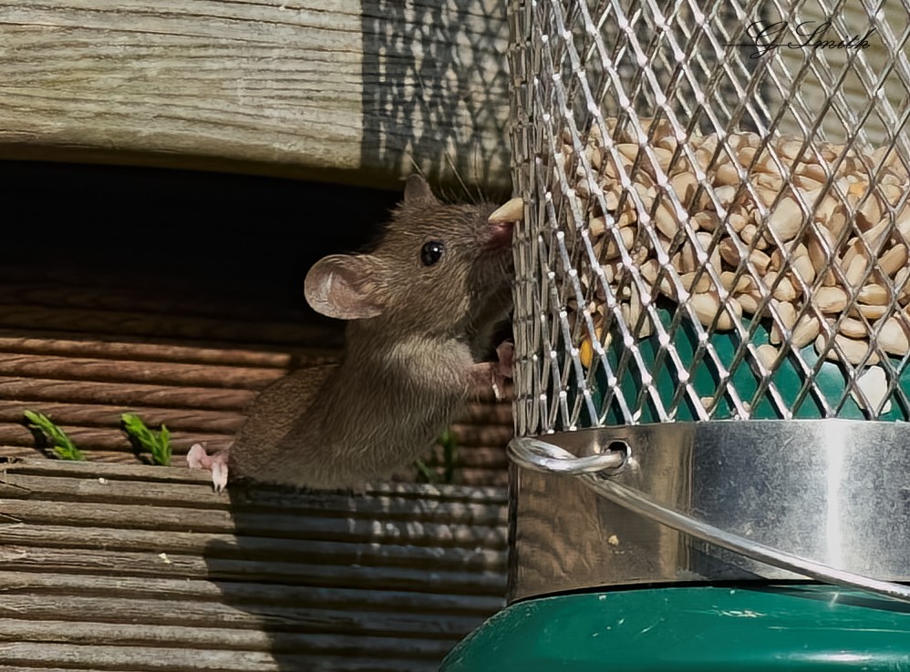 mouse 2022.jpg