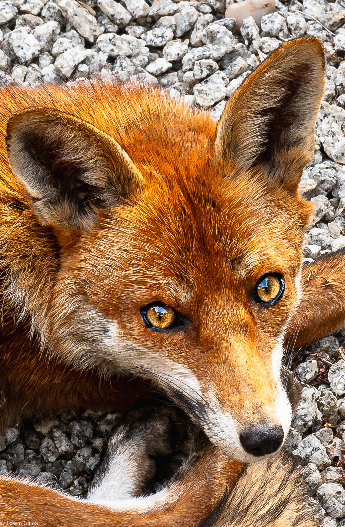 Mr Fox_enhanced eyes-11.jpg