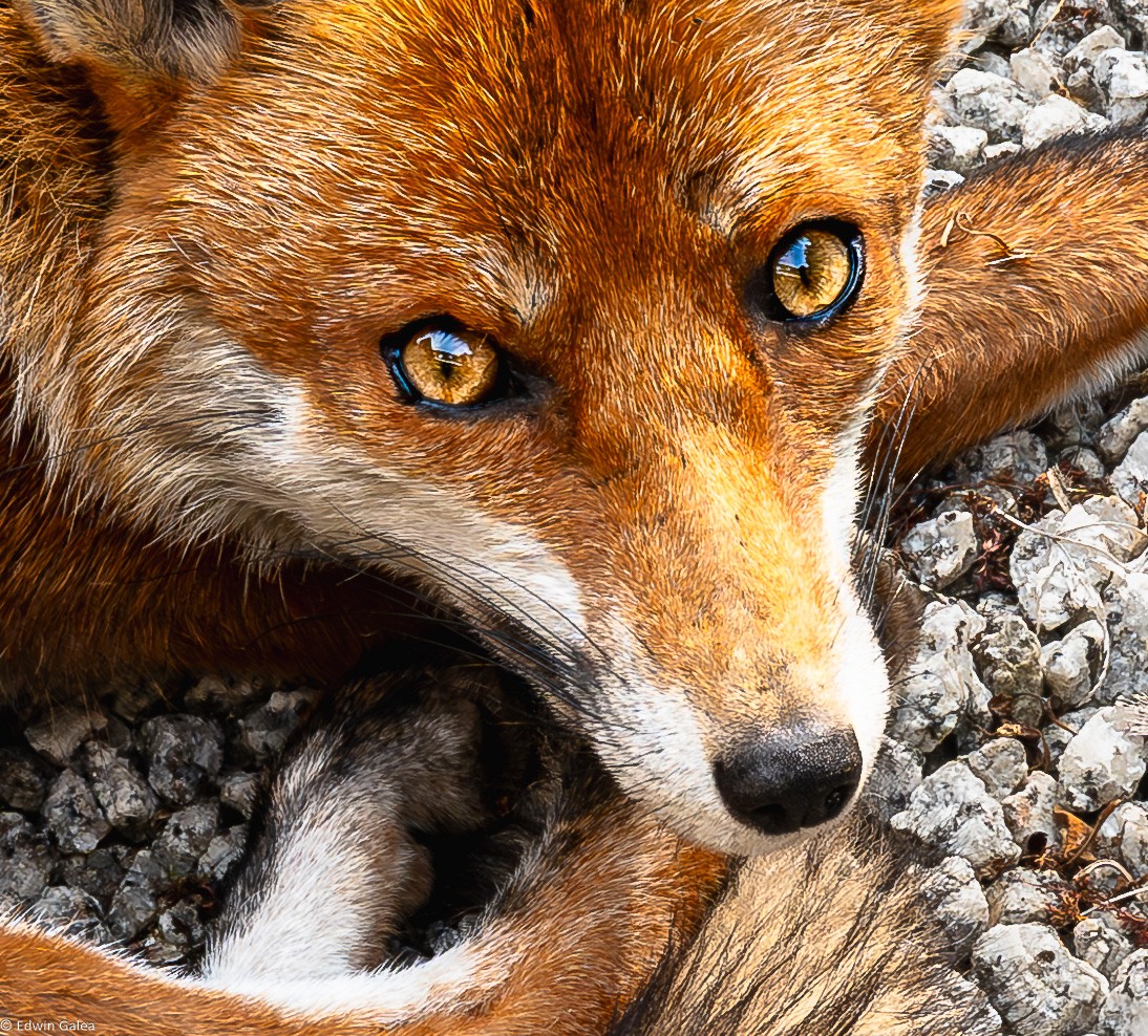 Mr Fox_enhanced eyes-15.jpg