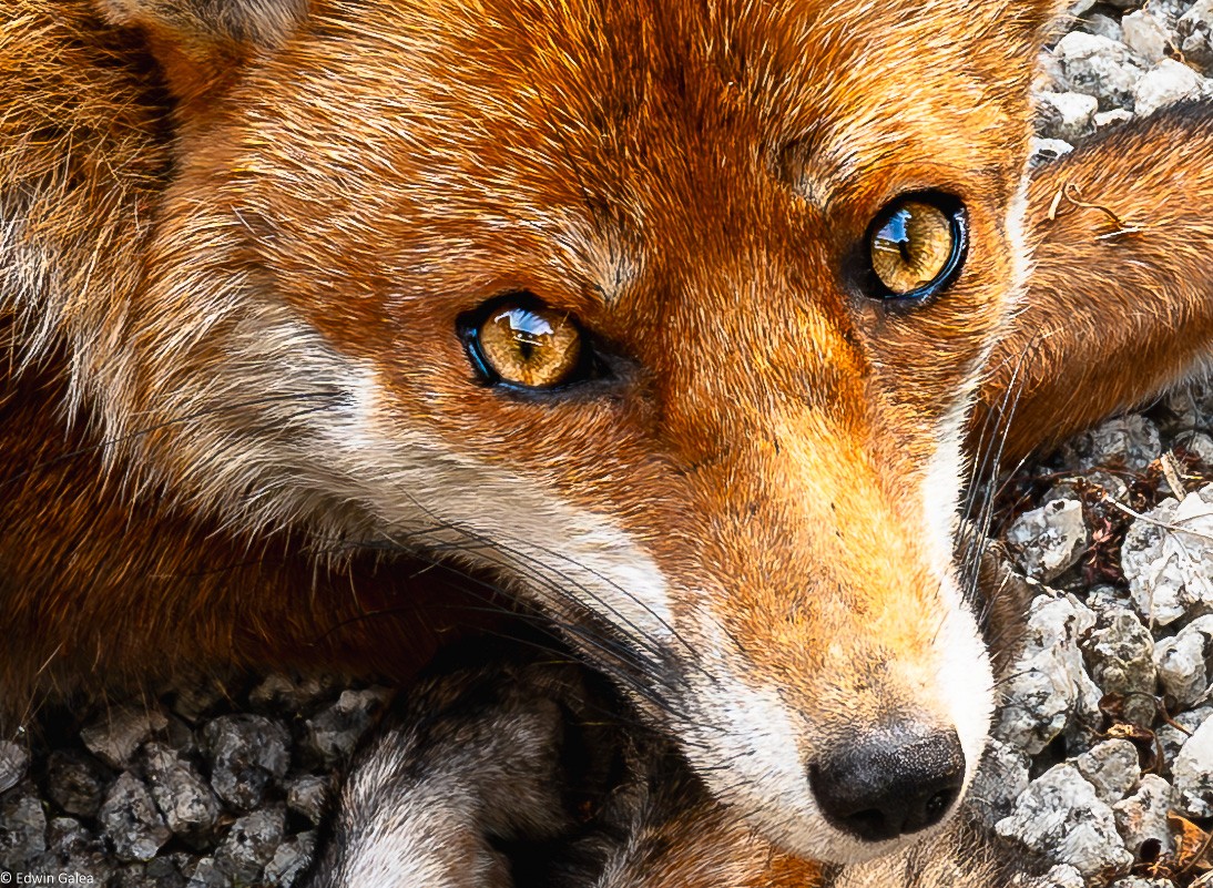 Mr Fox_enhanced eyes-16.jpg