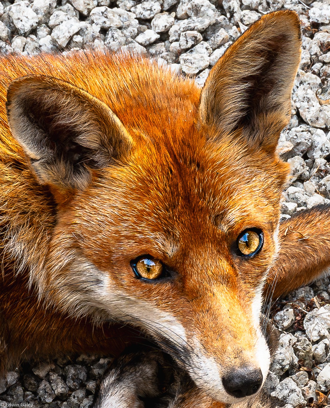 Mr Fox_enhanced eyes-9.jpg