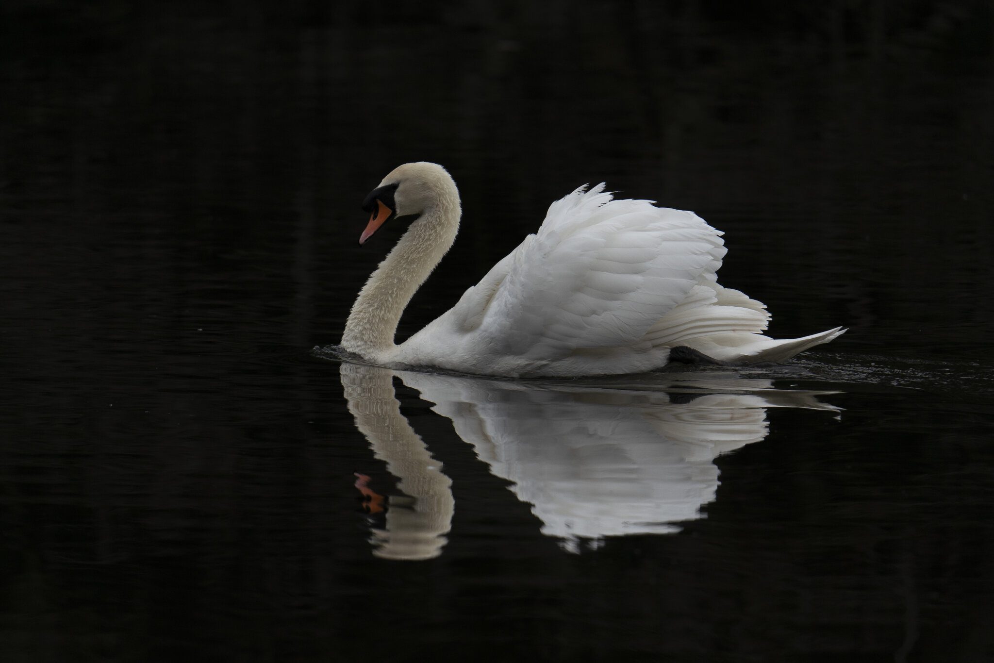 mute-swan-reflection.jpg