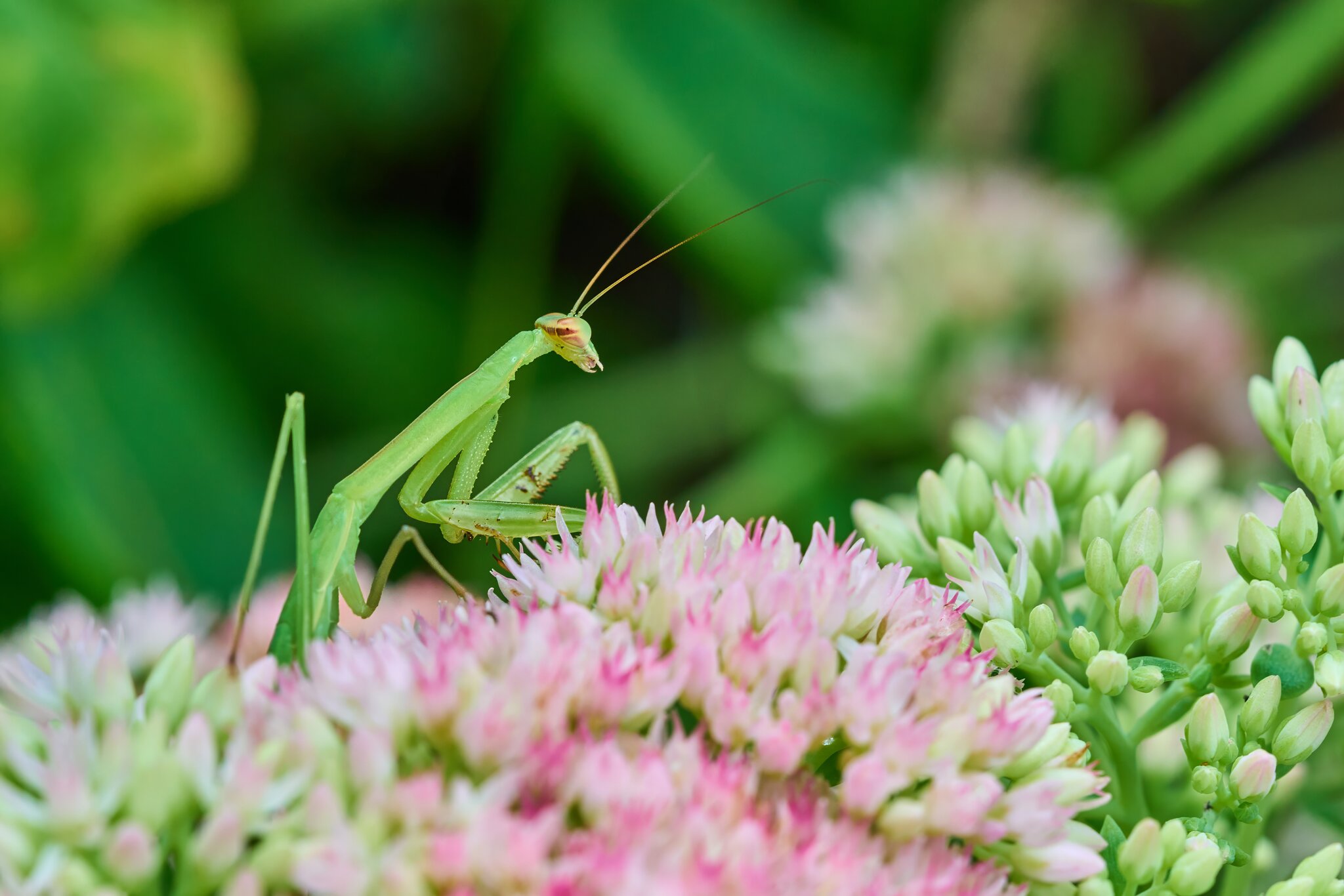 Narrow-Winged Mantis - Home - 07272025 - 07 - DN.jpg