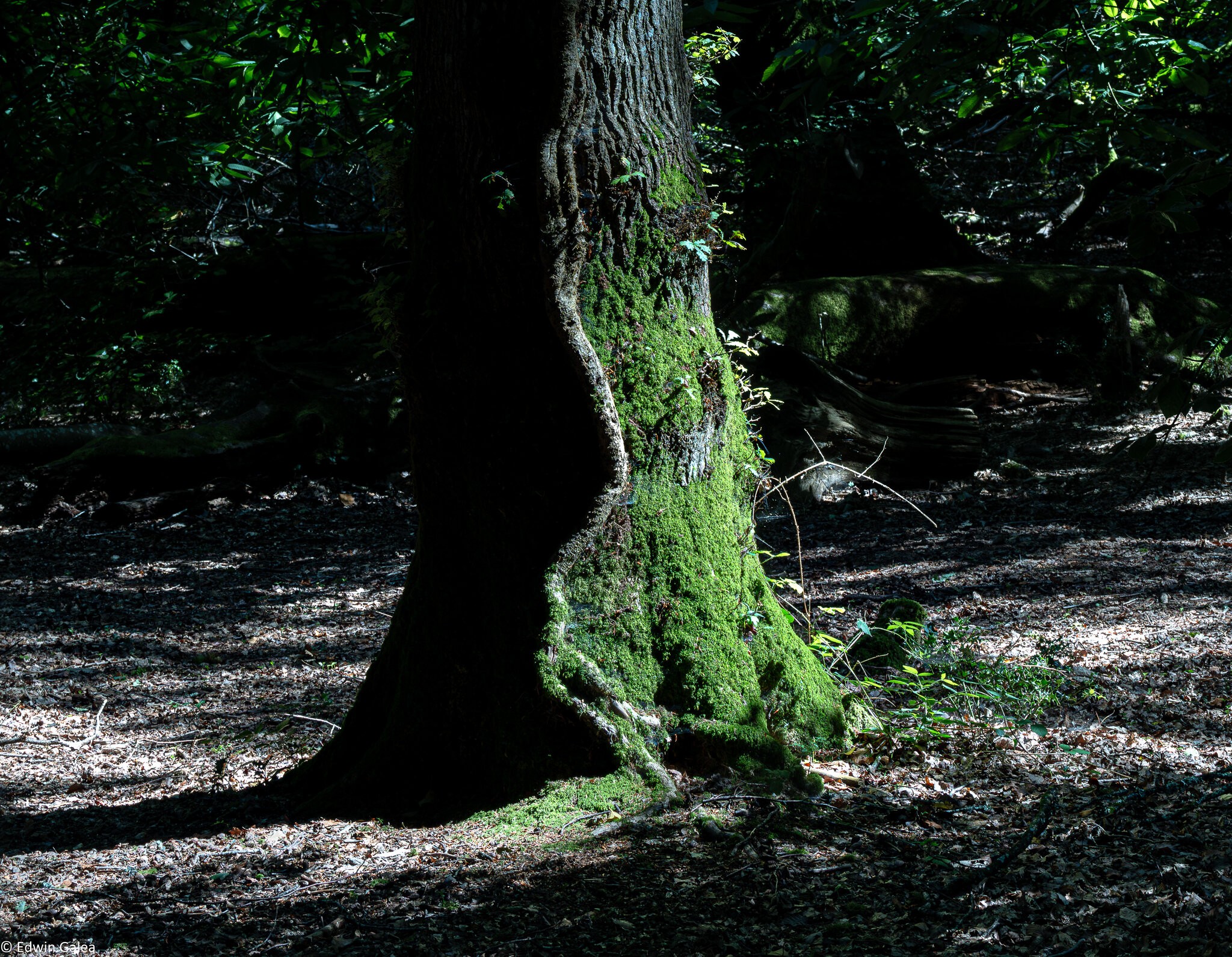 newforest_treemoss-4.jpg