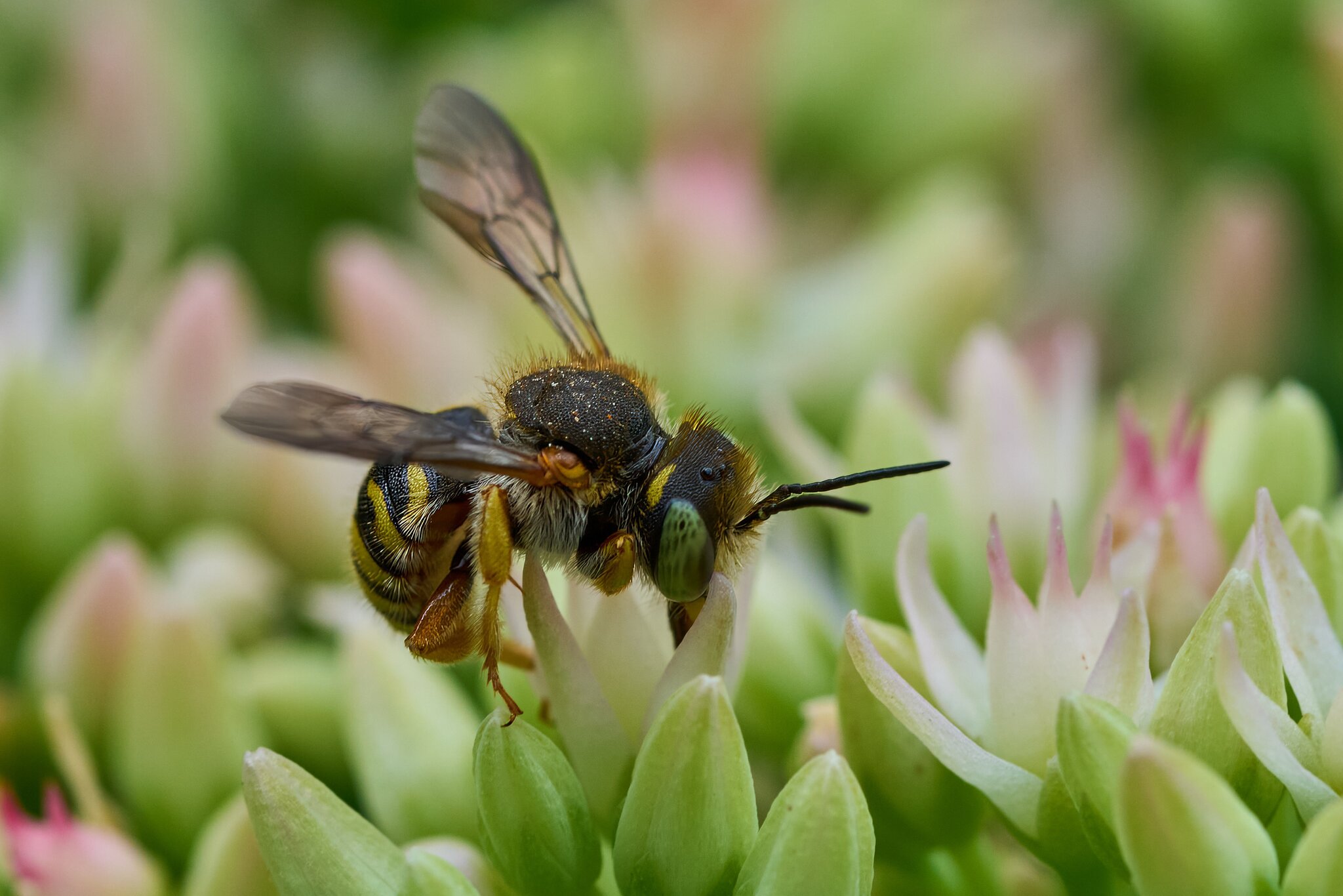 Nomad Bee - Home - 07272025 - 01 - DN.jpg