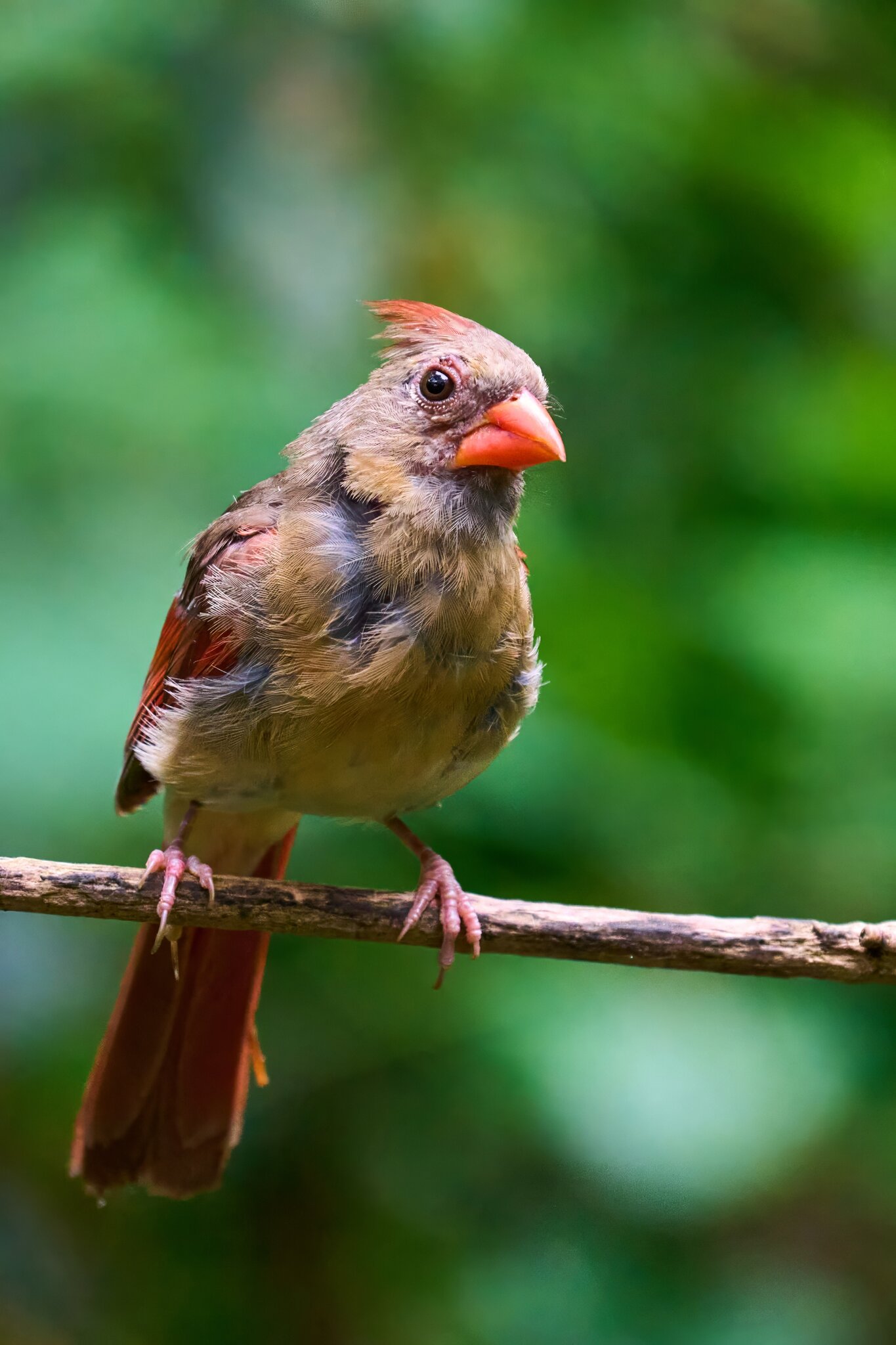 Northern Cardinal - Ashland - 08172025 - 01 - DN.jpg