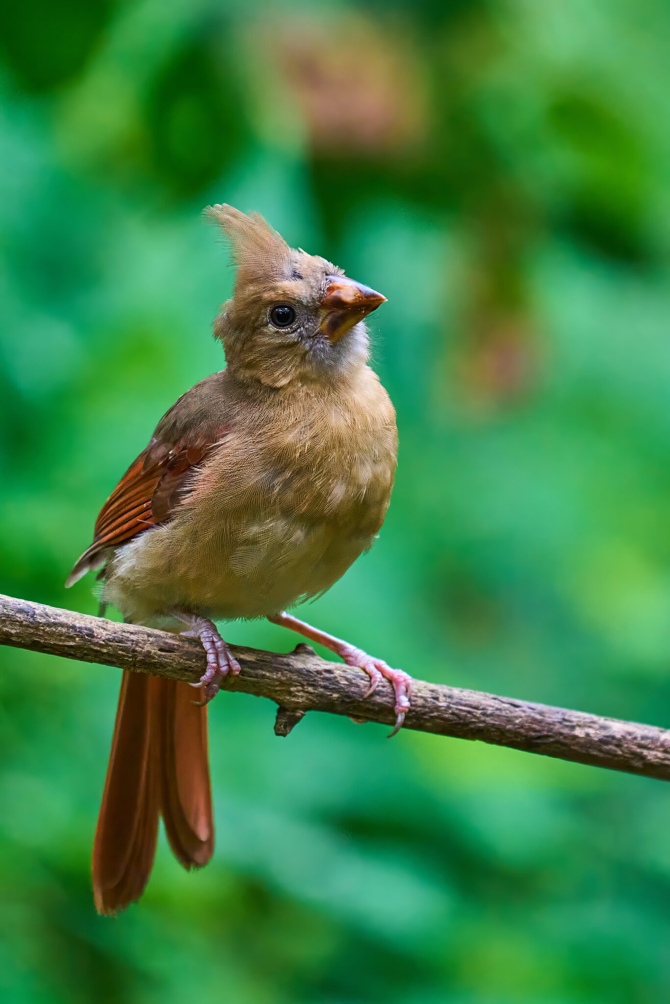 Northern Cardinal - Ashland - 08172025 - 02 - DN.jpg