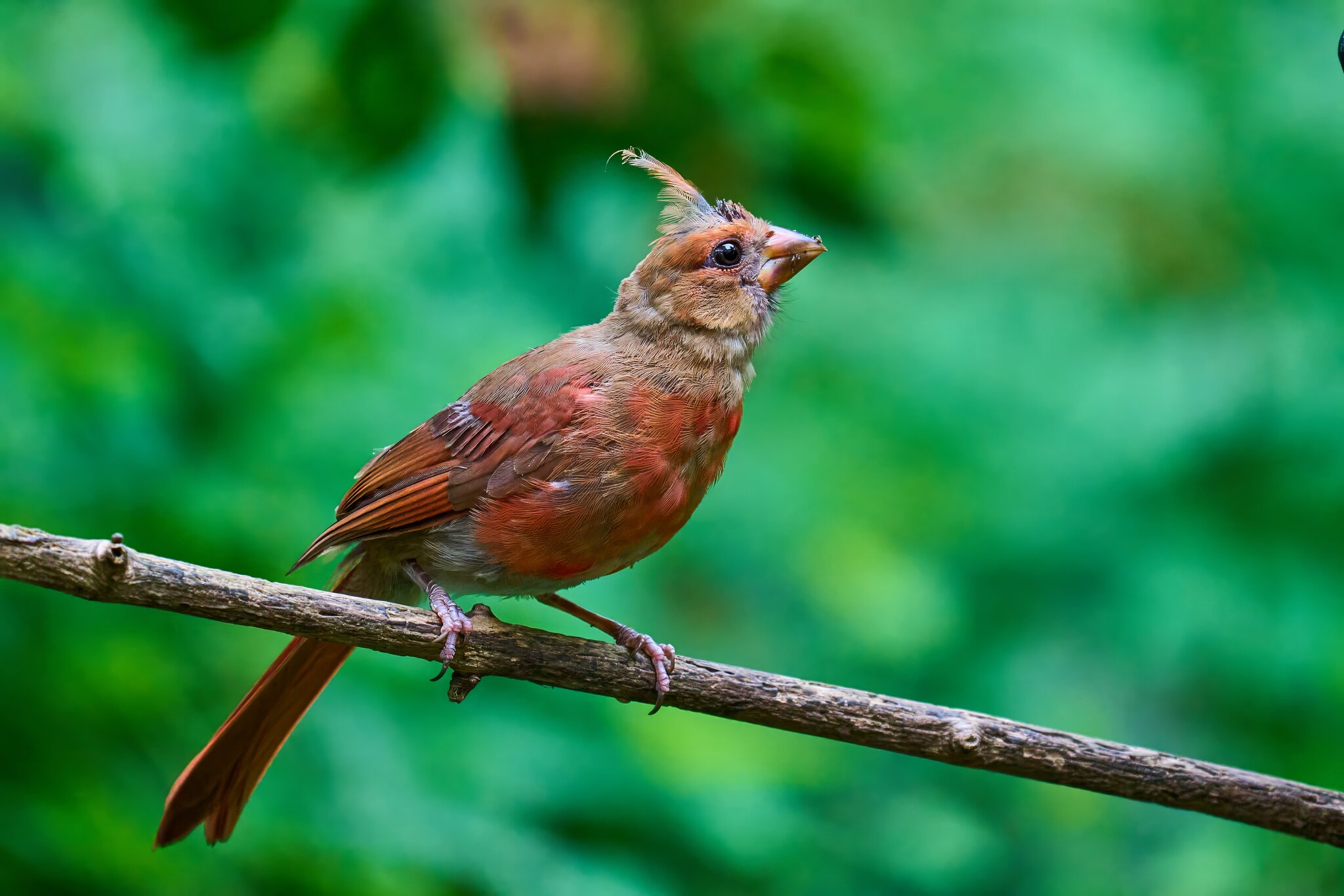 Northern Cardinal - Ashland - 08172025 - 05 - DN.jpg