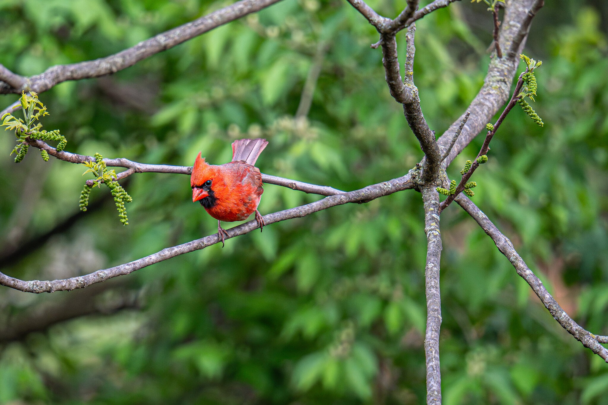 Northern Cardinal.jpg