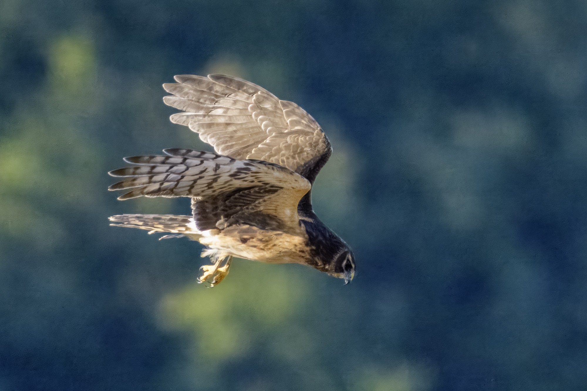 Northern Harrier 03.jpg