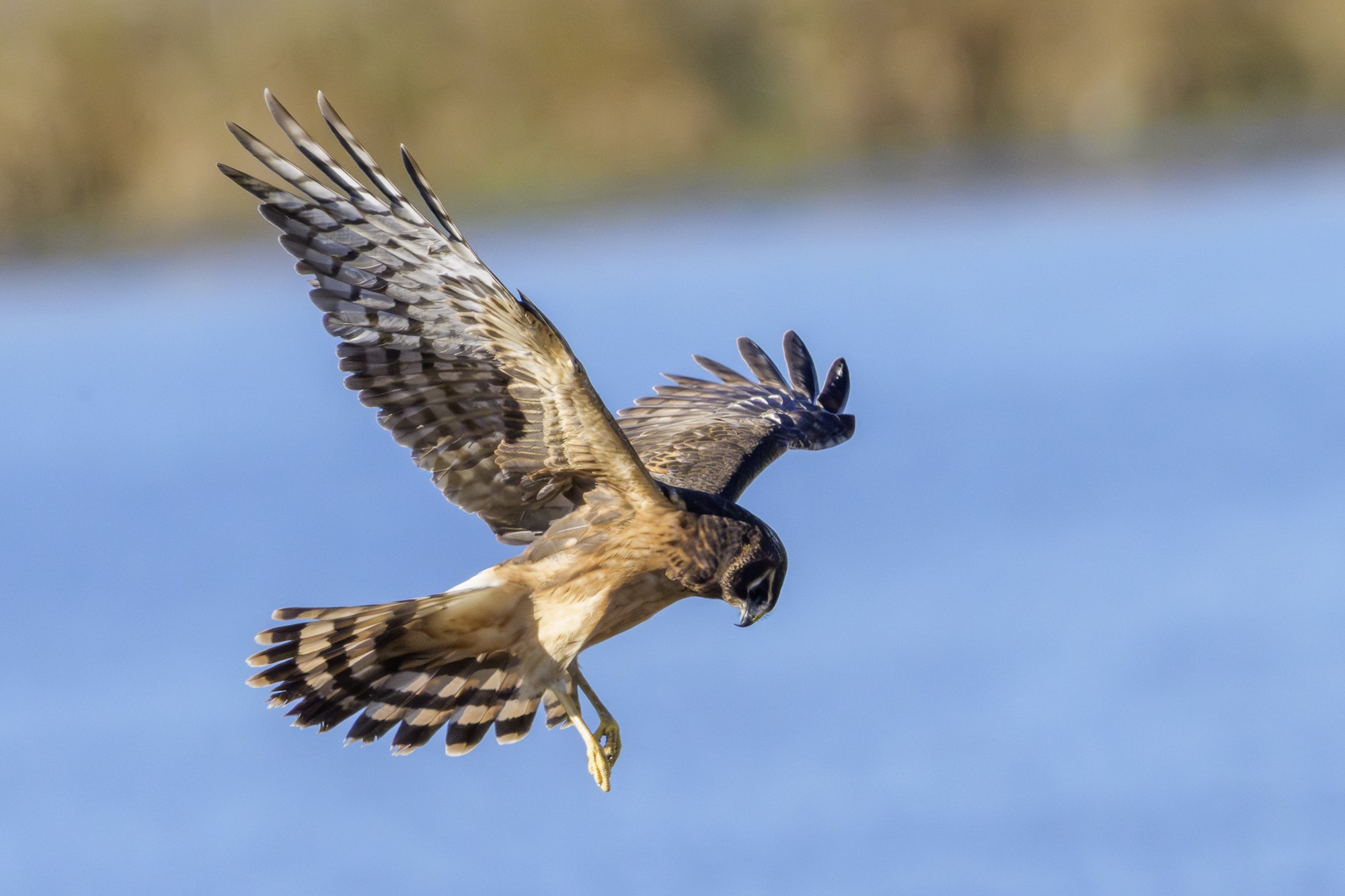 Northern Harrier 05.jpg