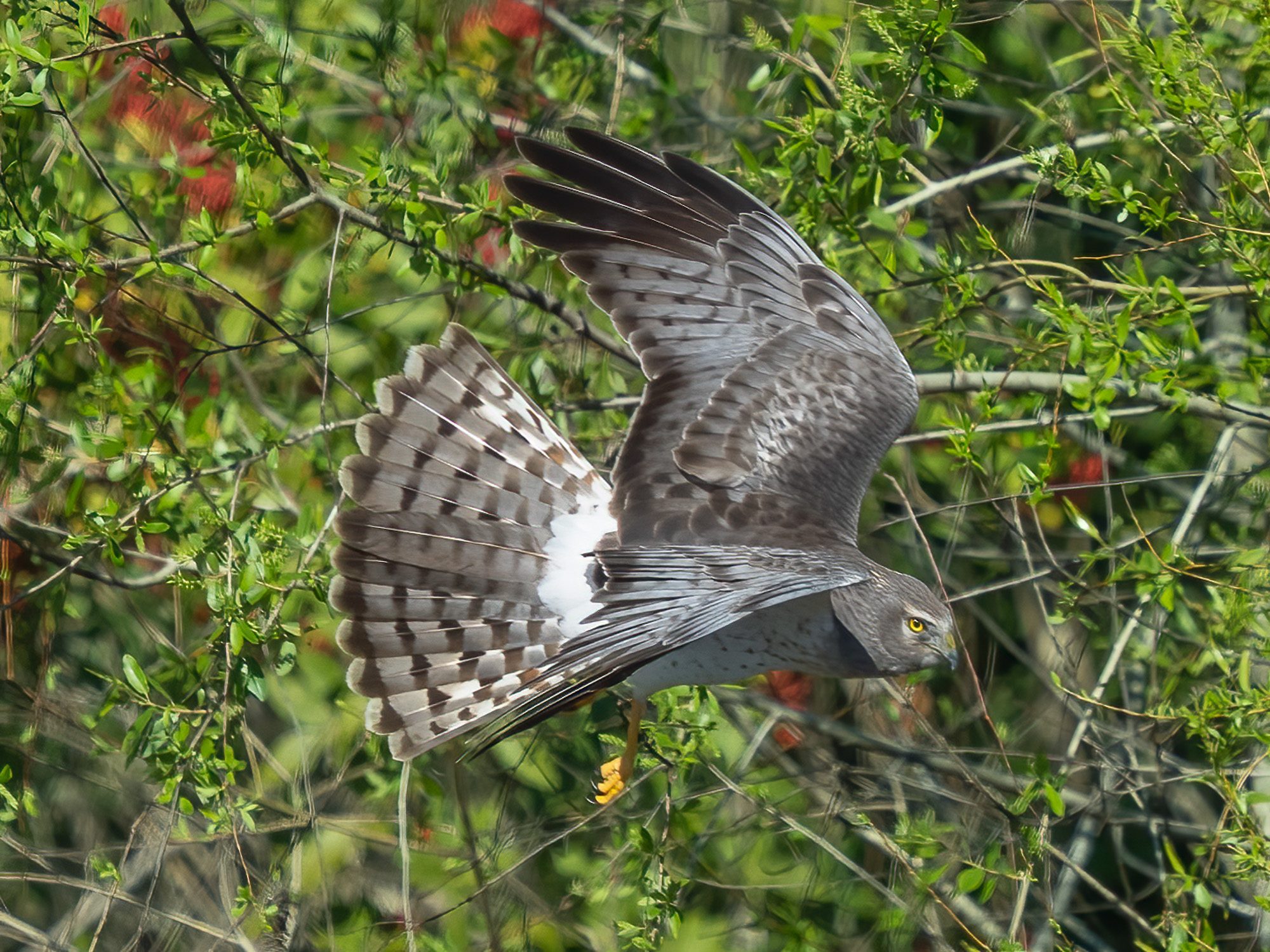 Northern Harrier 25-.jpg