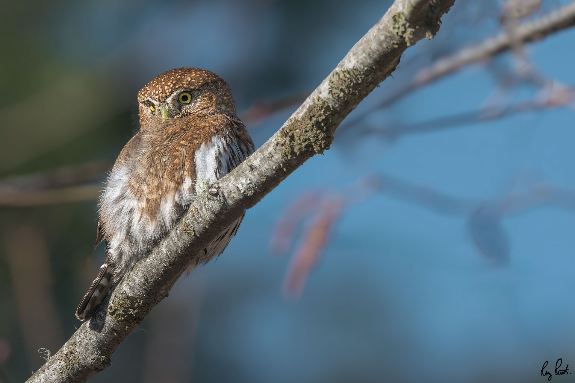 Northern-Pygmy-Owl-0164.jpg