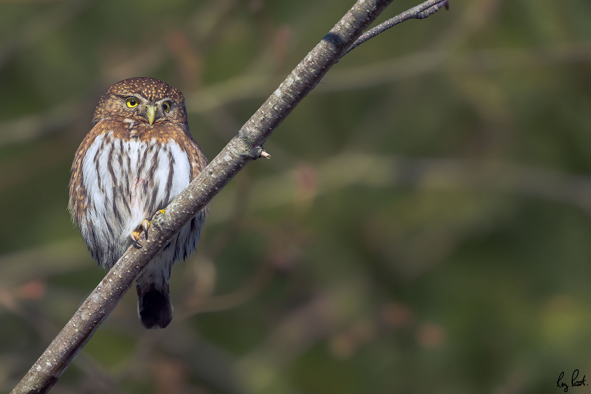 Northern-Pygmy-Owl-2261-DxO_DeepPRIME-3.jpg