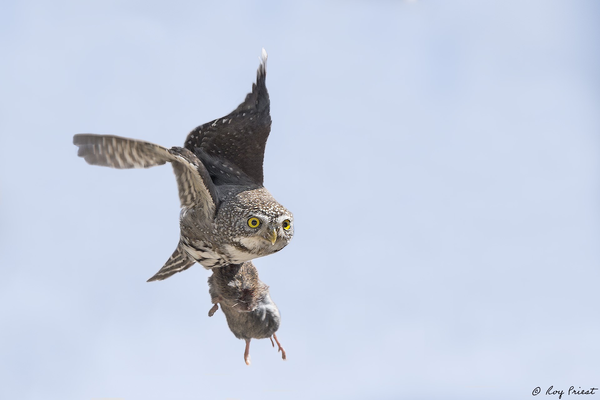 Northern Pygmy Owl_RP29080.jpg