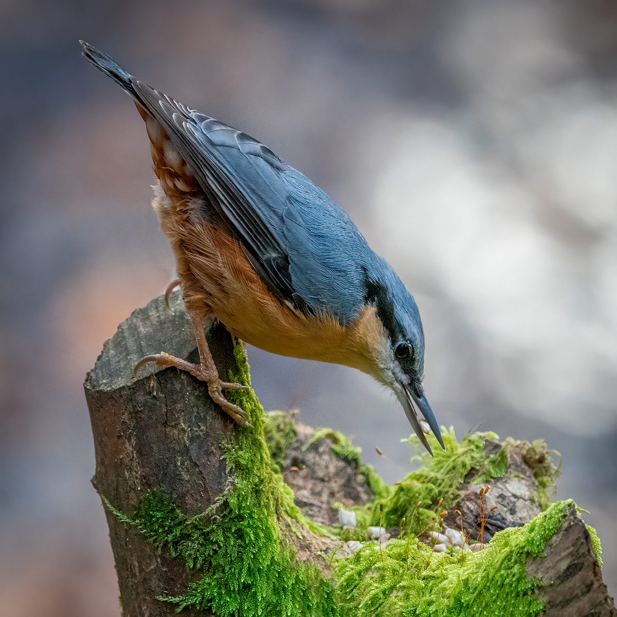Nuthatch Feeding 12.jpg