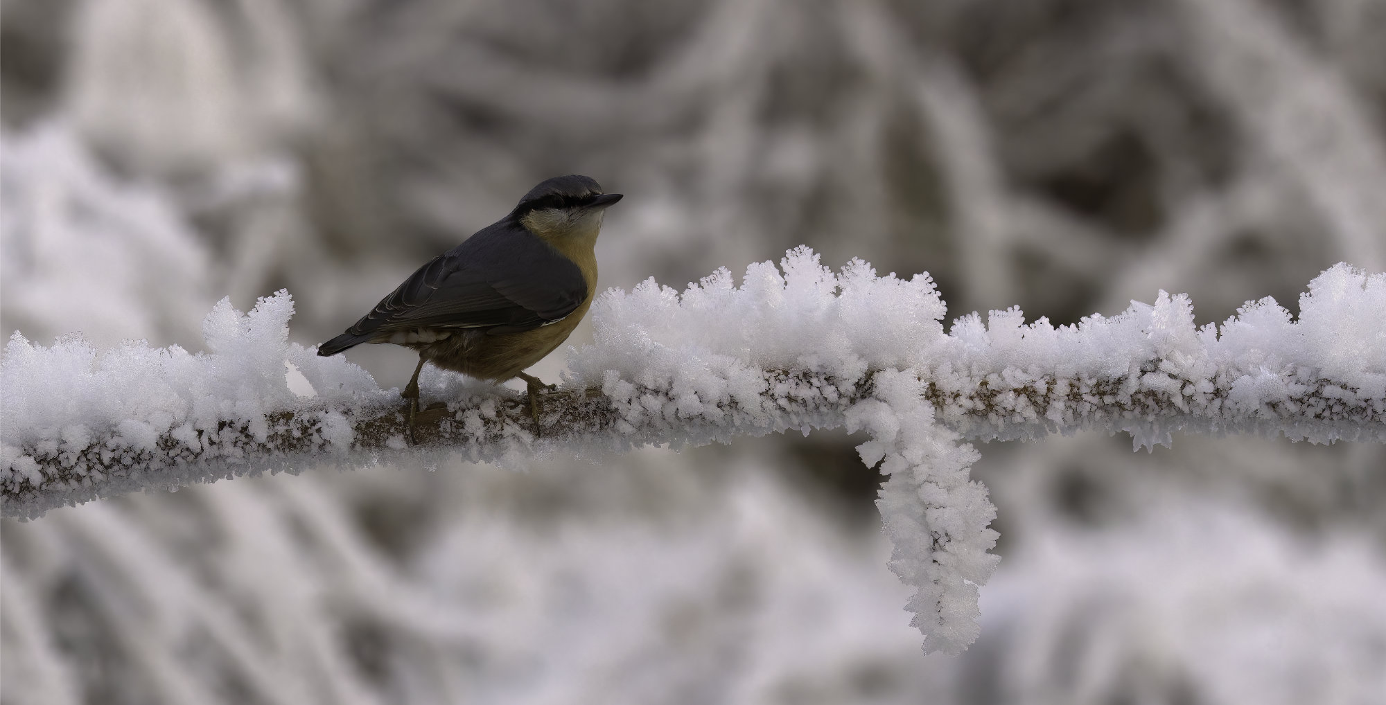 Nuthatch on Cold Day.jpg