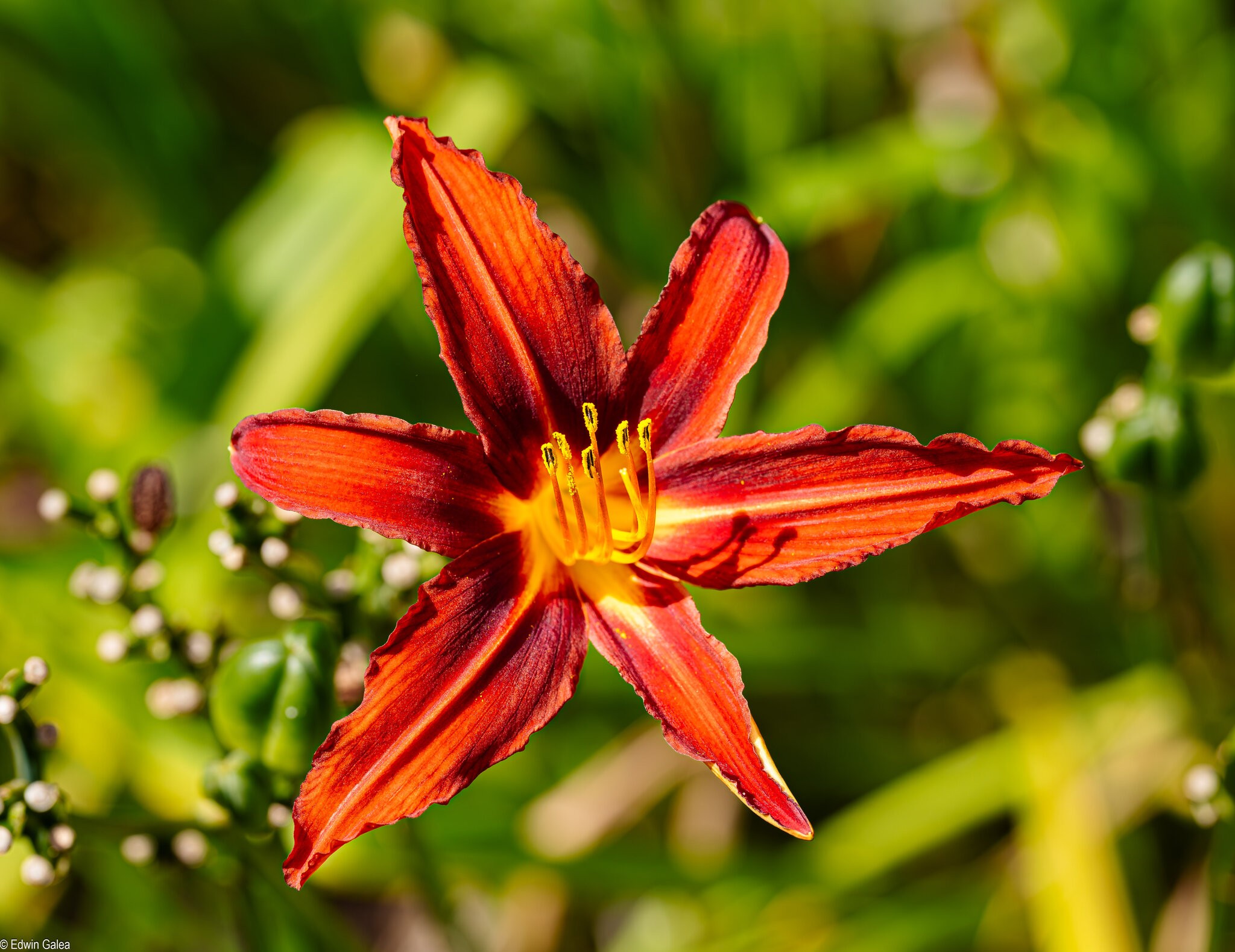 orange day lily-1.jpg