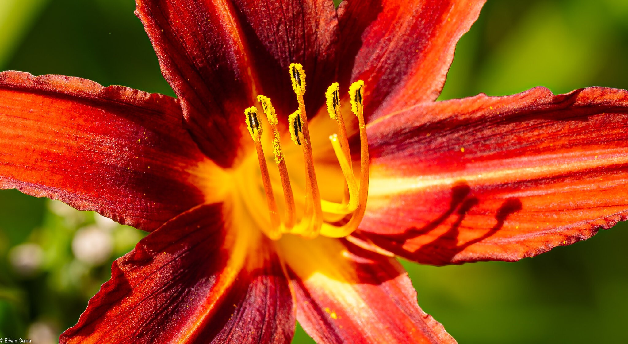 orange day lily-2.jpg