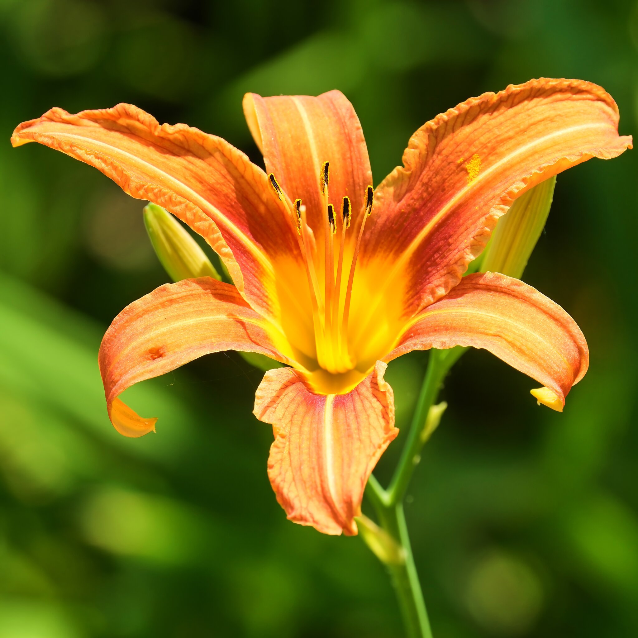 Orange Day-Lily - White Clay Creek - 06172023 - 02- DN.jpg