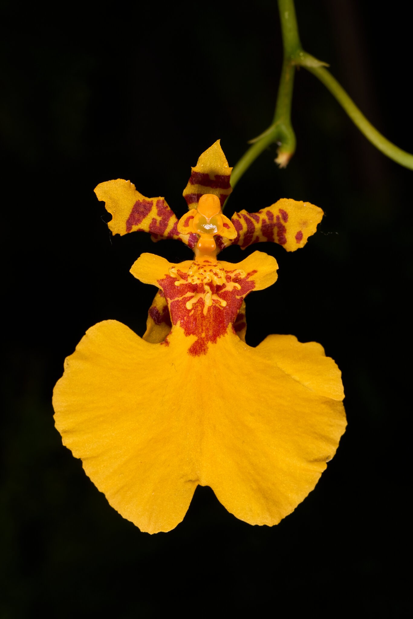 Orange Delight - Longwood - 02162026 - 01.jpg