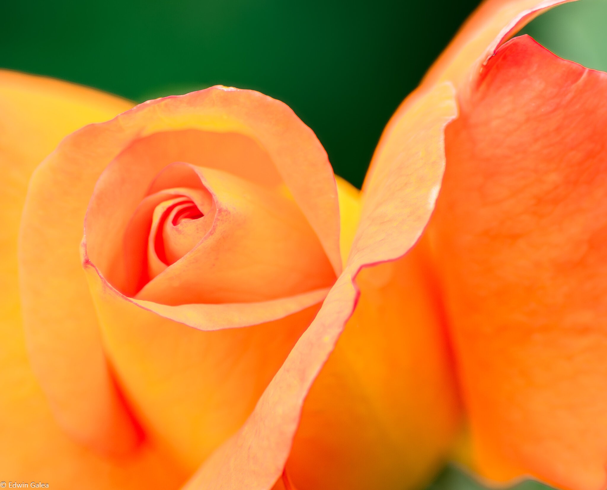 orange rose-3.jpg
