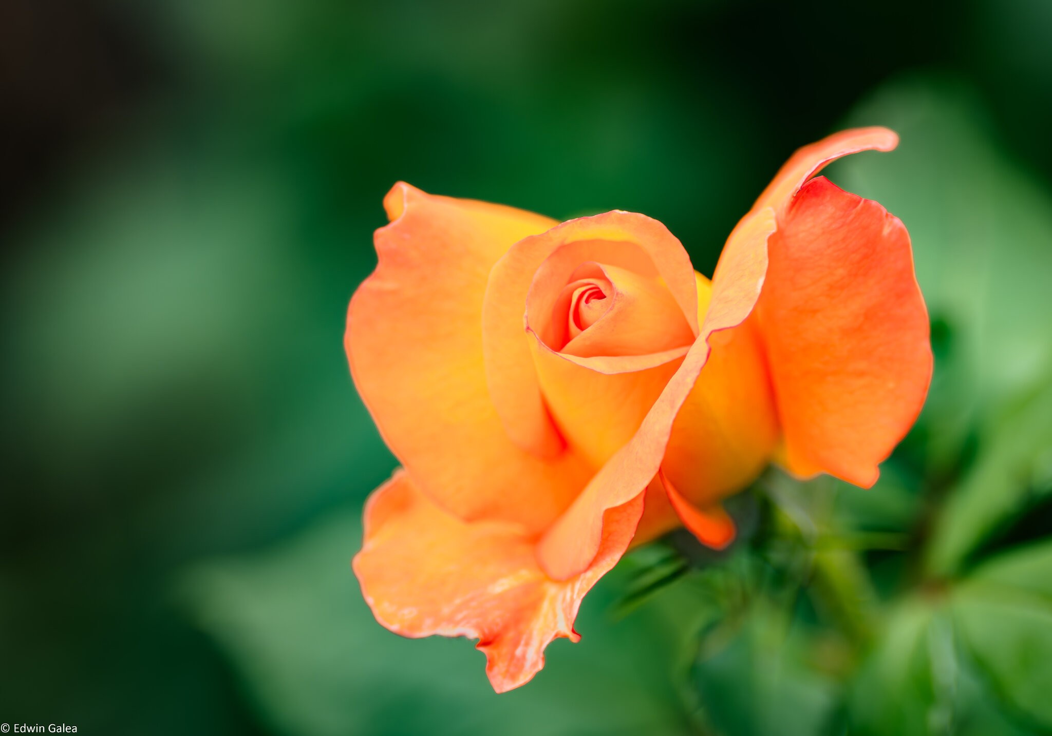 orange rose-4.jpg