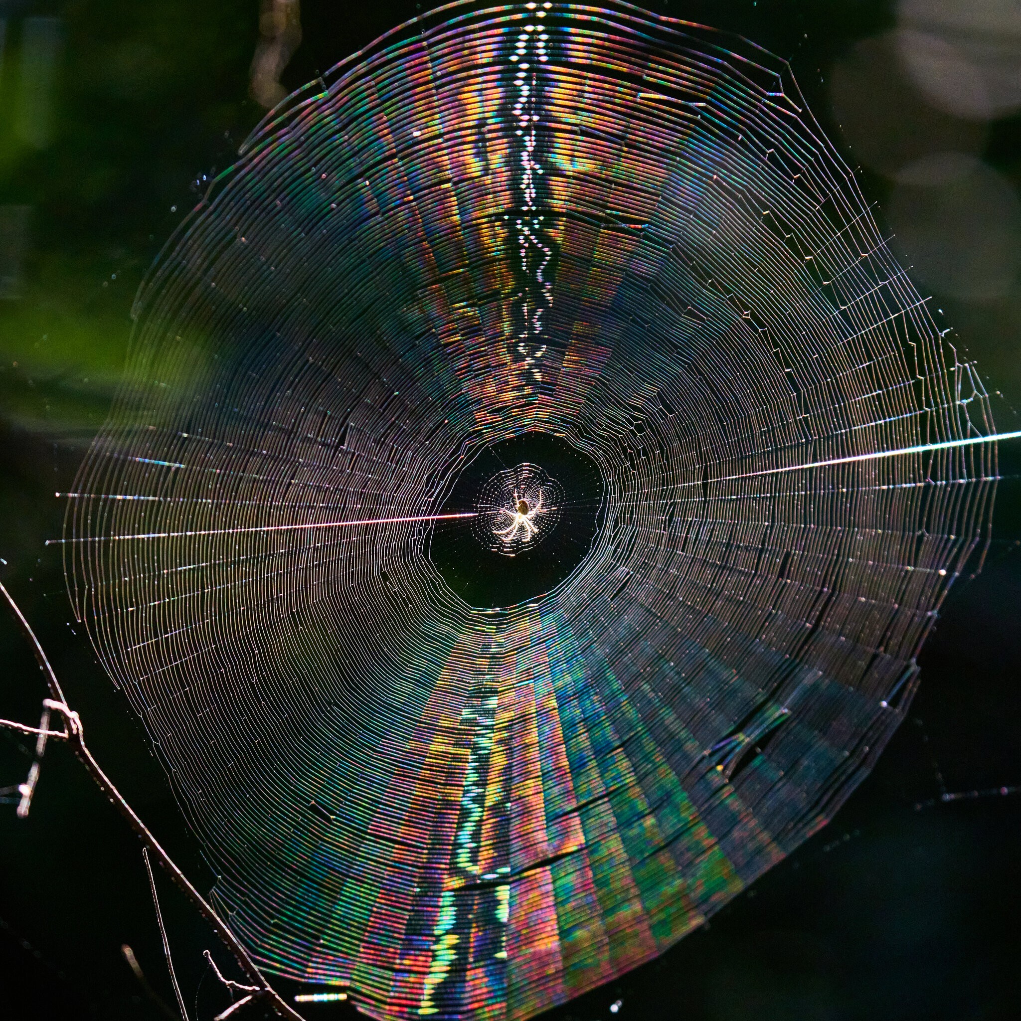 Orb Weaver - BCSP - 08292026 - 01.jpg