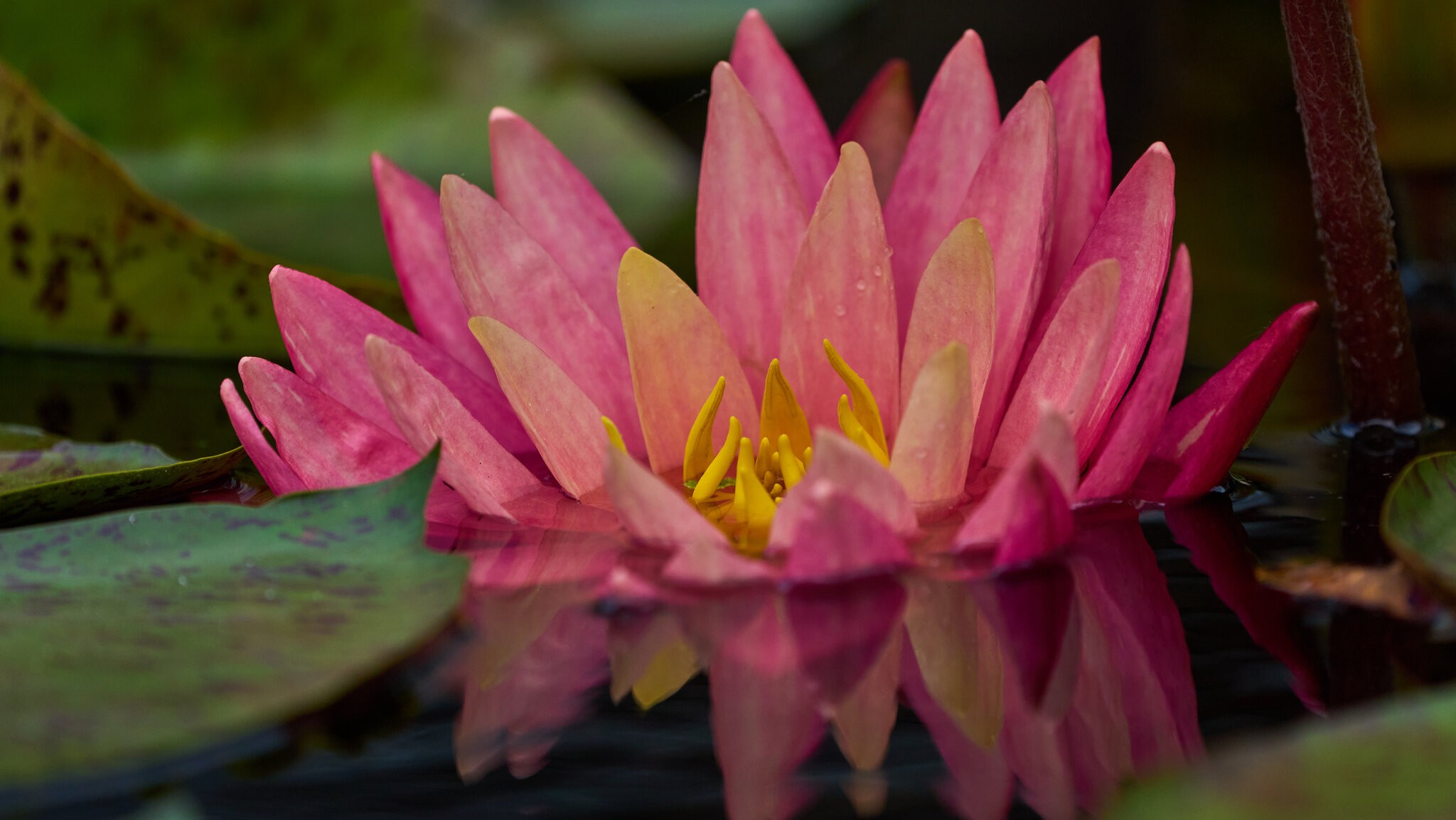 Ororata Luciana Waterlily - Longwood - 05242025 - 01.jpg
