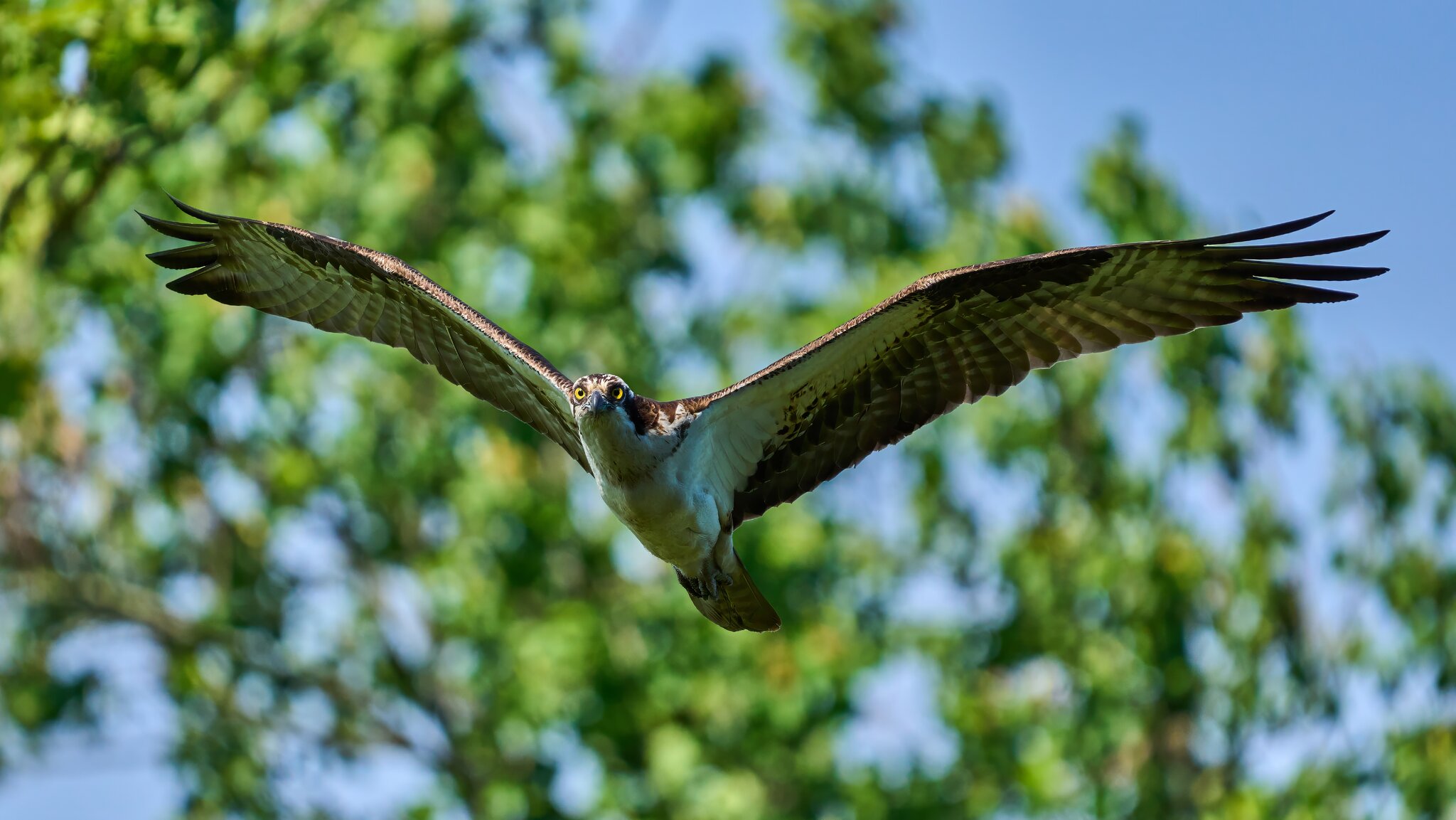 Osprey - Brandywine - 05252025 - 06 - DN.jpg