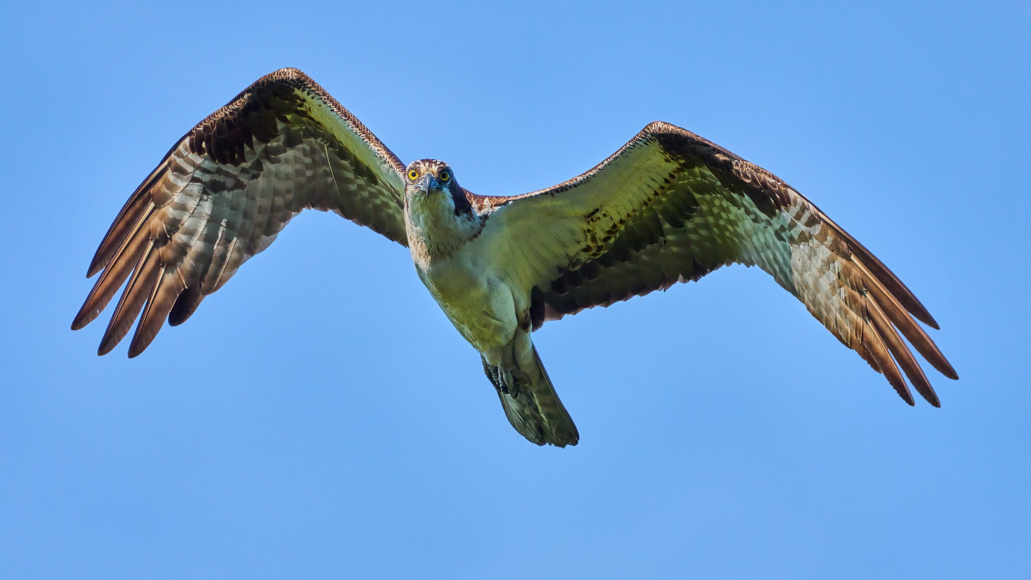 Osprey - Brandywine - 05252025 - 07 - DN.jpg