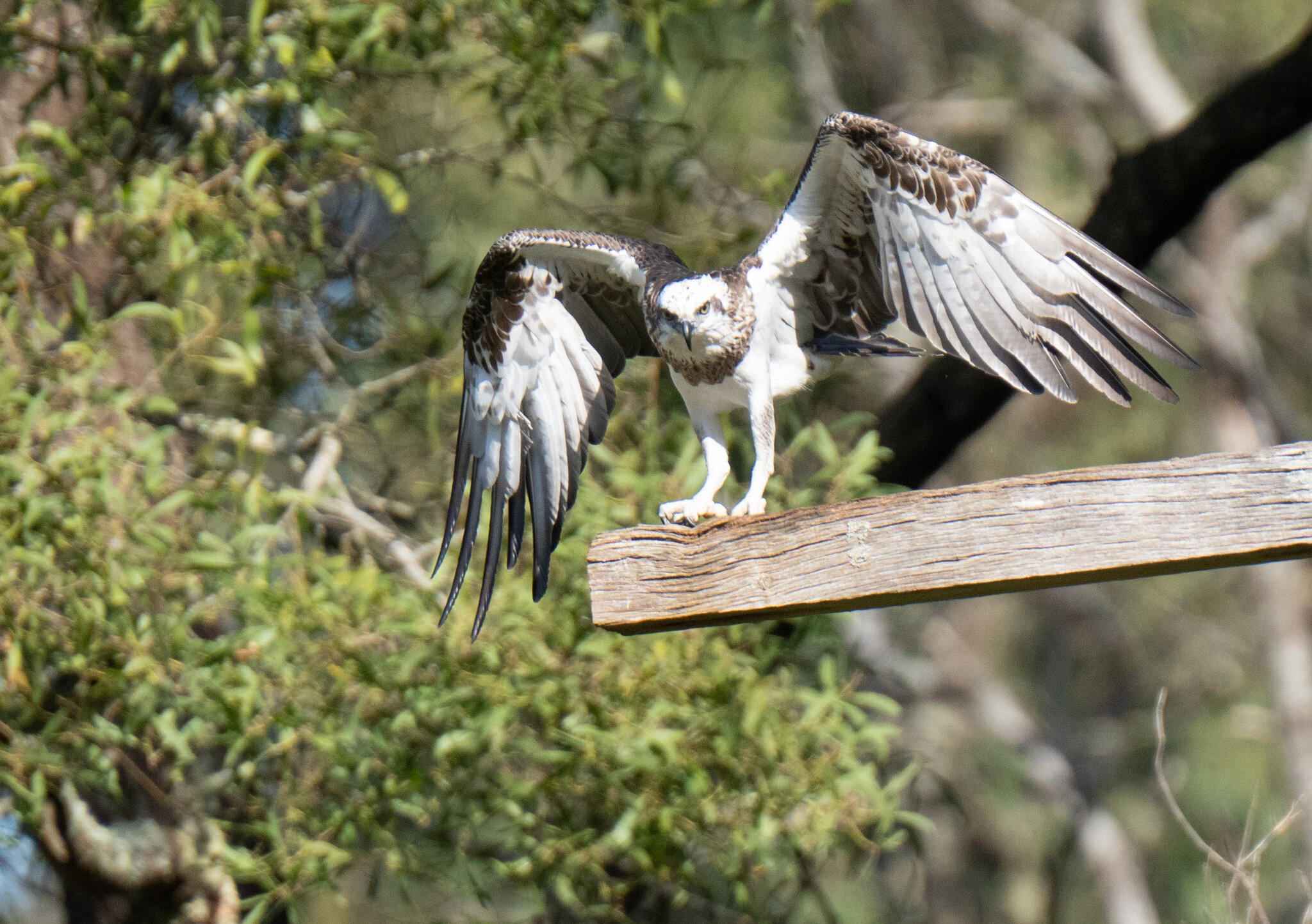 Osprey_heavy_crop.jpg
